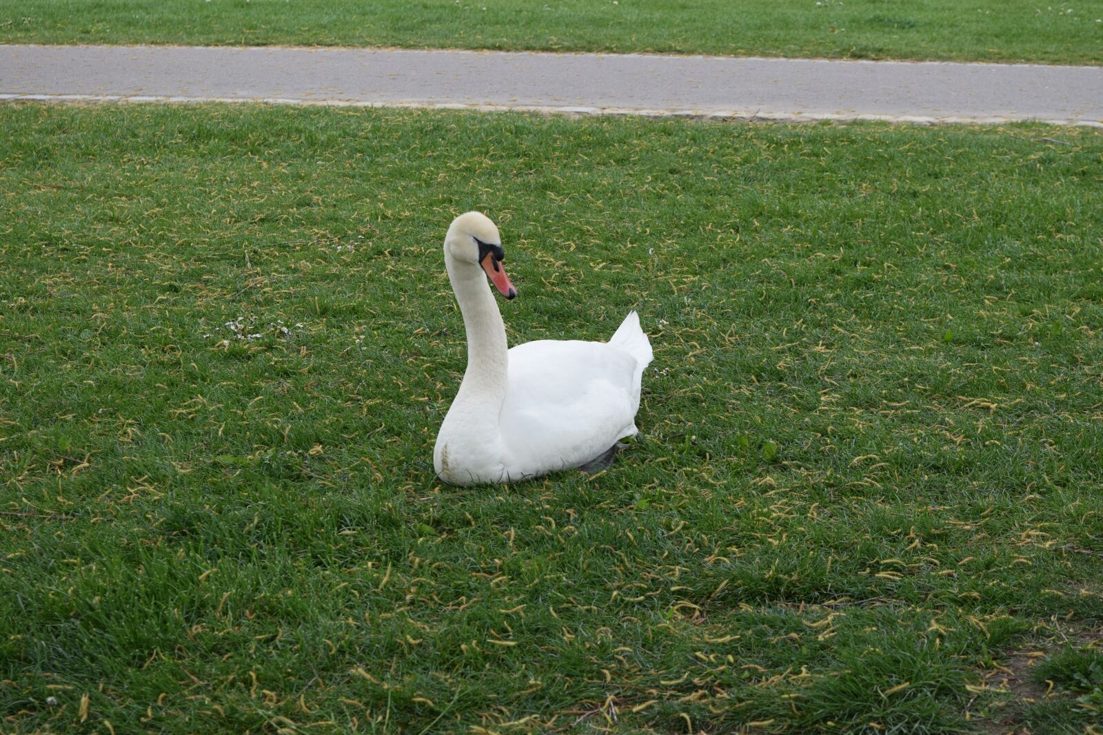Nikon D3300 sample photo. Swan, animal, nature photography