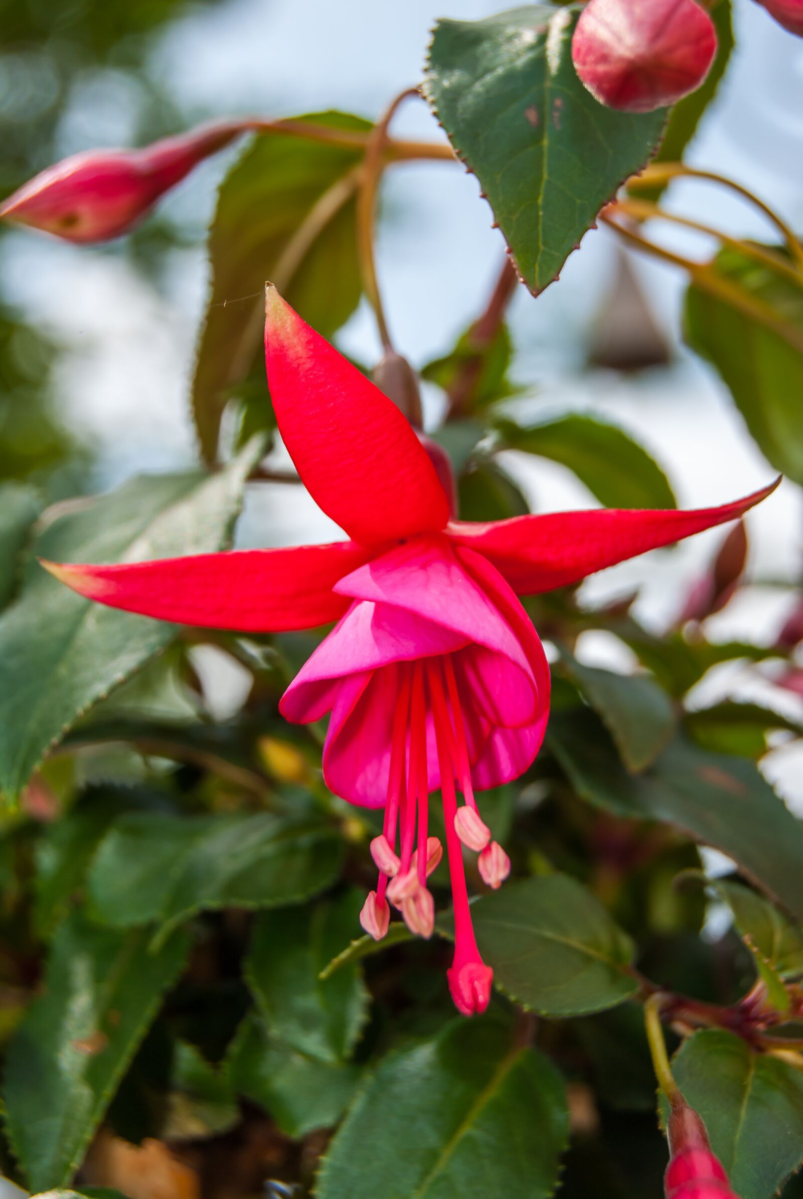 Nikon D60 sample photo. Red, green, blue photography