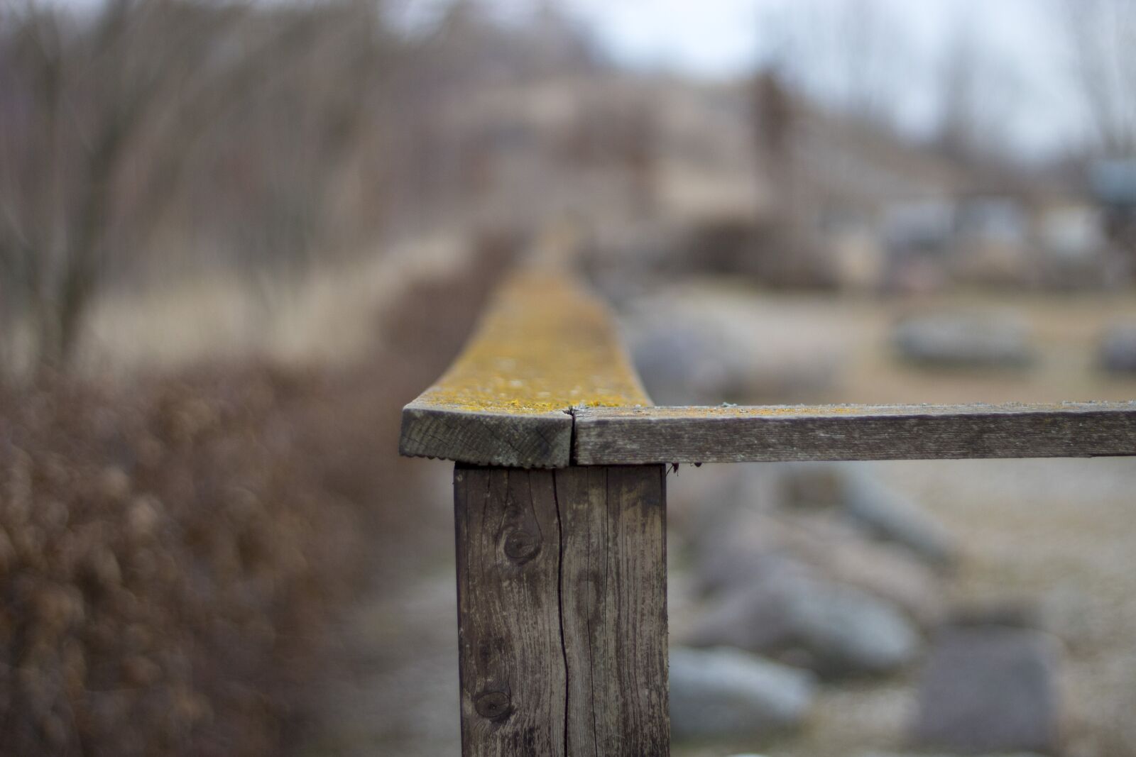 Canon EOS 1300D (EOS Rebel T6 / EOS Kiss X80) + Canon EF 50mm F1.8 STM sample photo. Wood, woods, nature photography