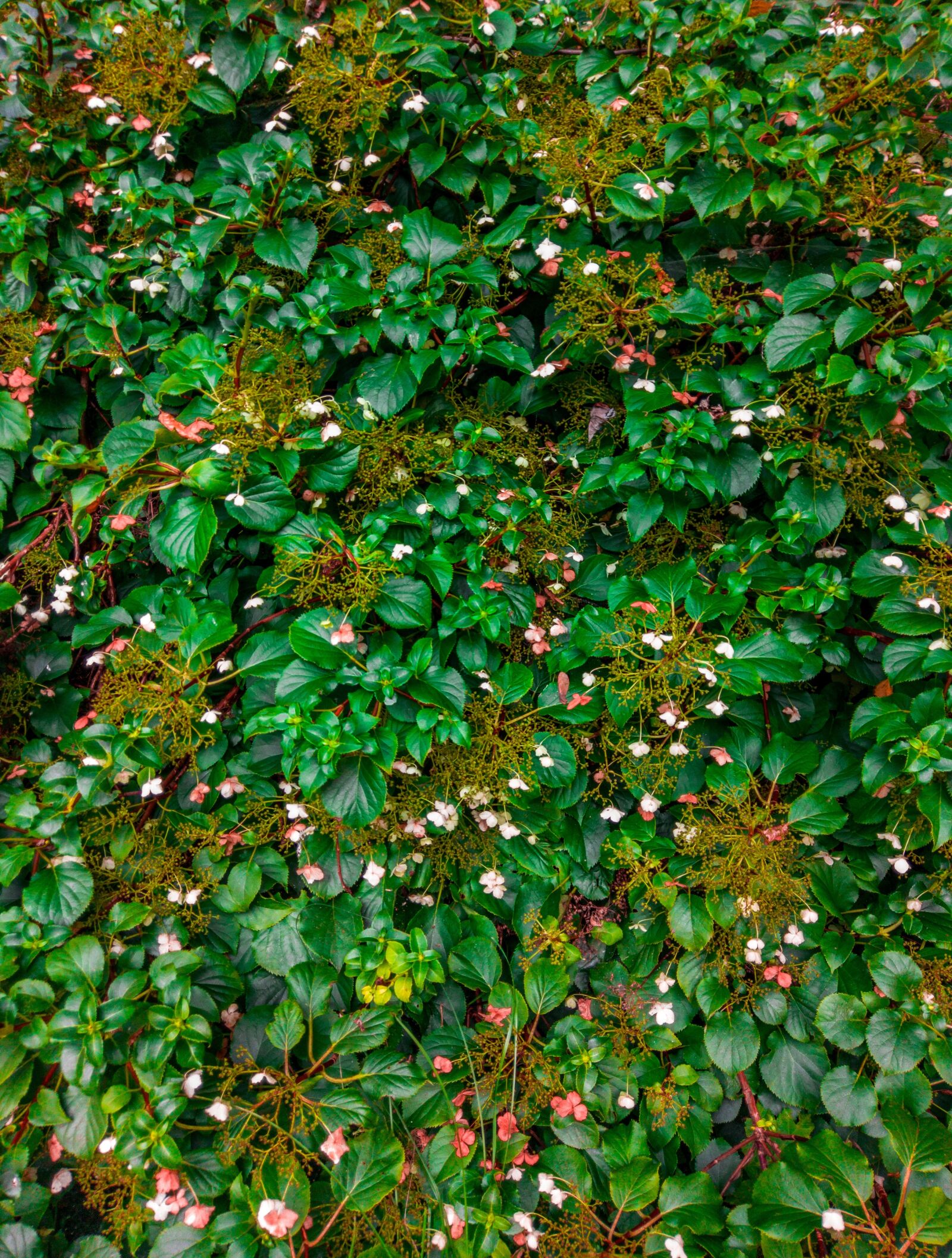 Canon EOS 5D Mark IV sample photo. Flowers, bush, forest photography