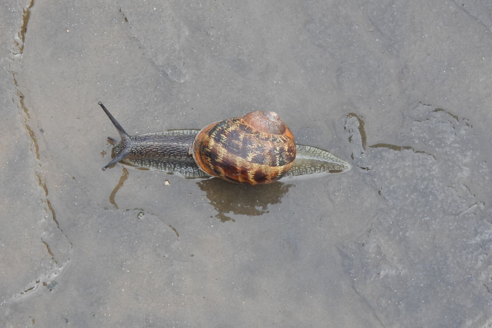 Nikon Coolpix P610 sample photo. Snail, garden, nature photography