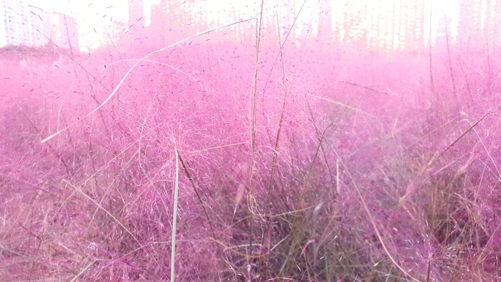 Samsung SM-N960F sample photo. Pink, flower, autumn in photography