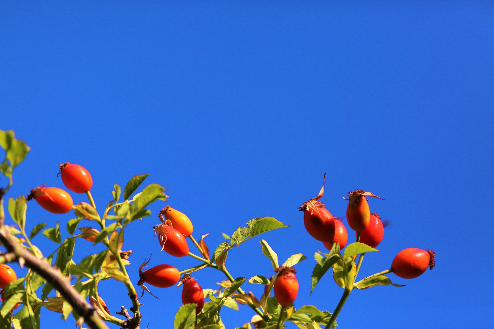 Canon EF 24-105mm F4L IS USM sample photo. Rosehip, nature, red photography