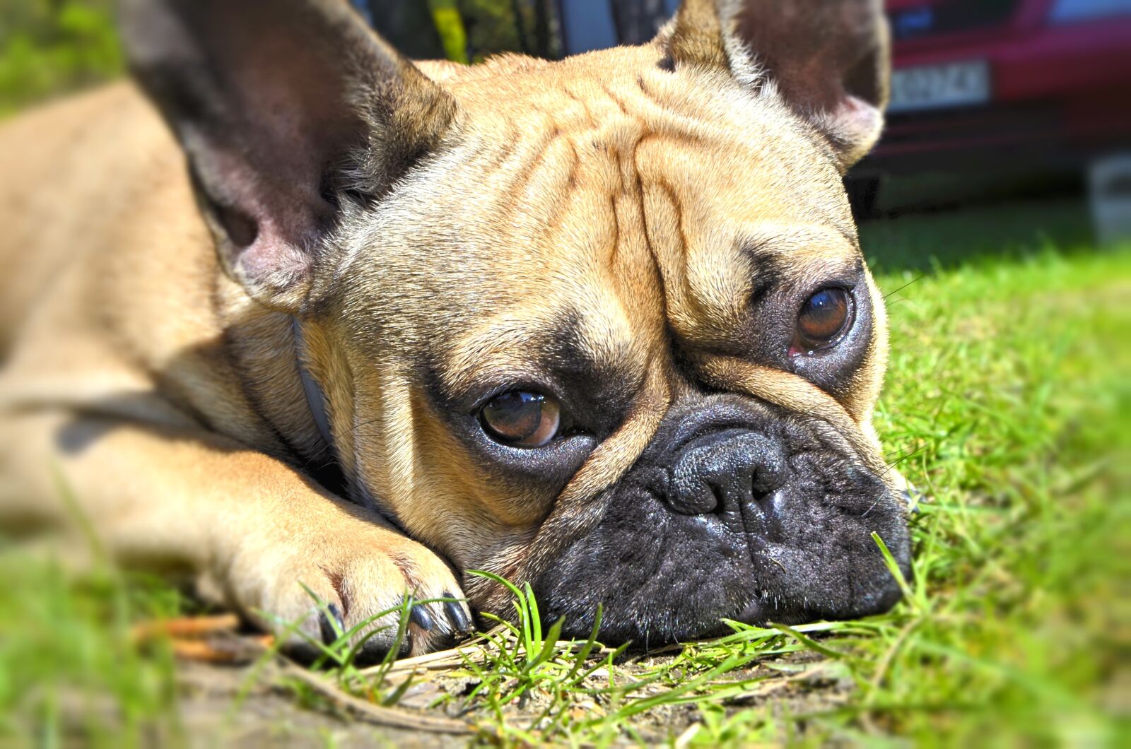Nikon D5100 sample photo. Bulldog, french, dragoon photography