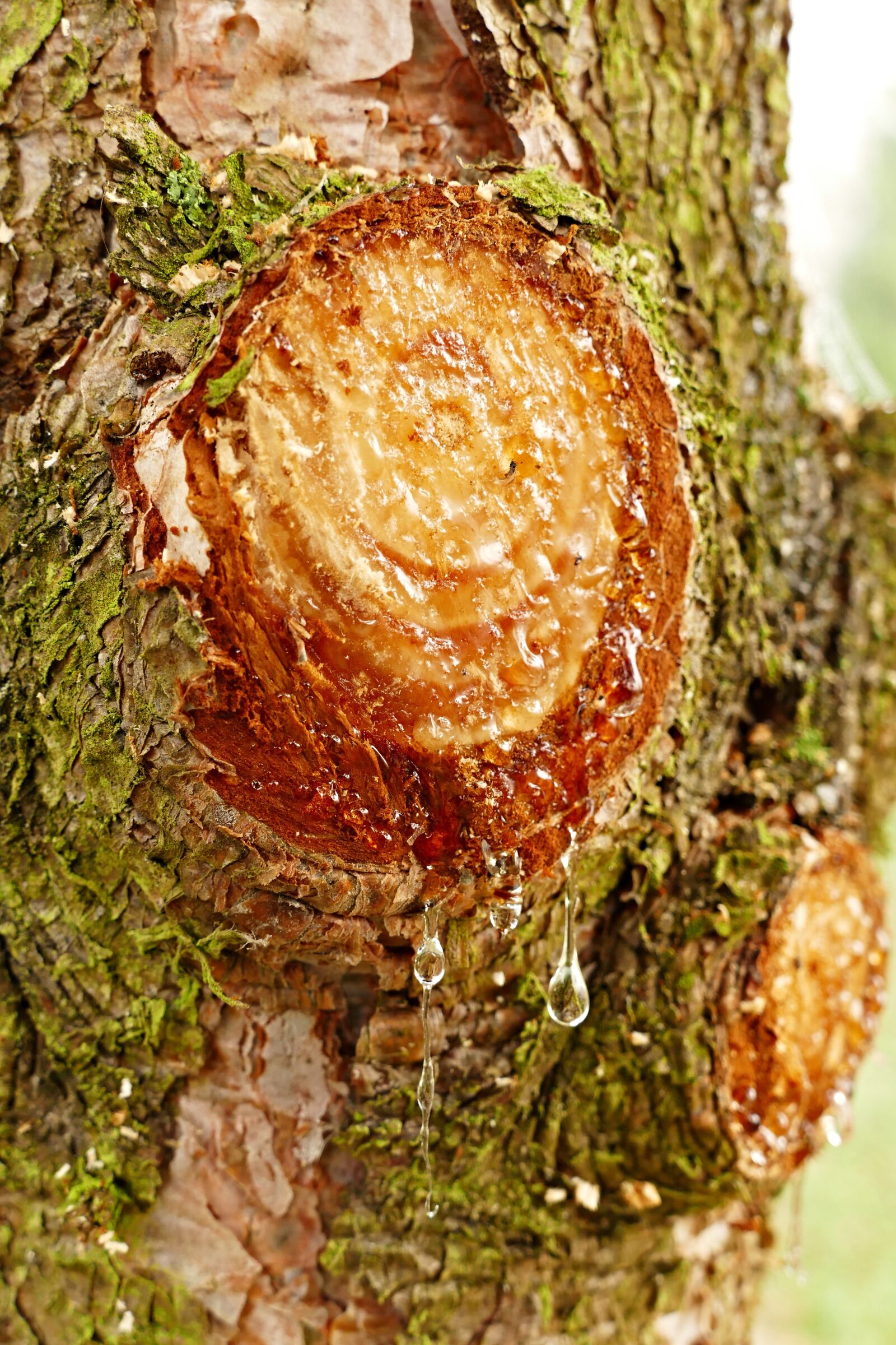 Panasonic Lumix DMC-FZ1000 sample photo. Pine, resin, bark photography