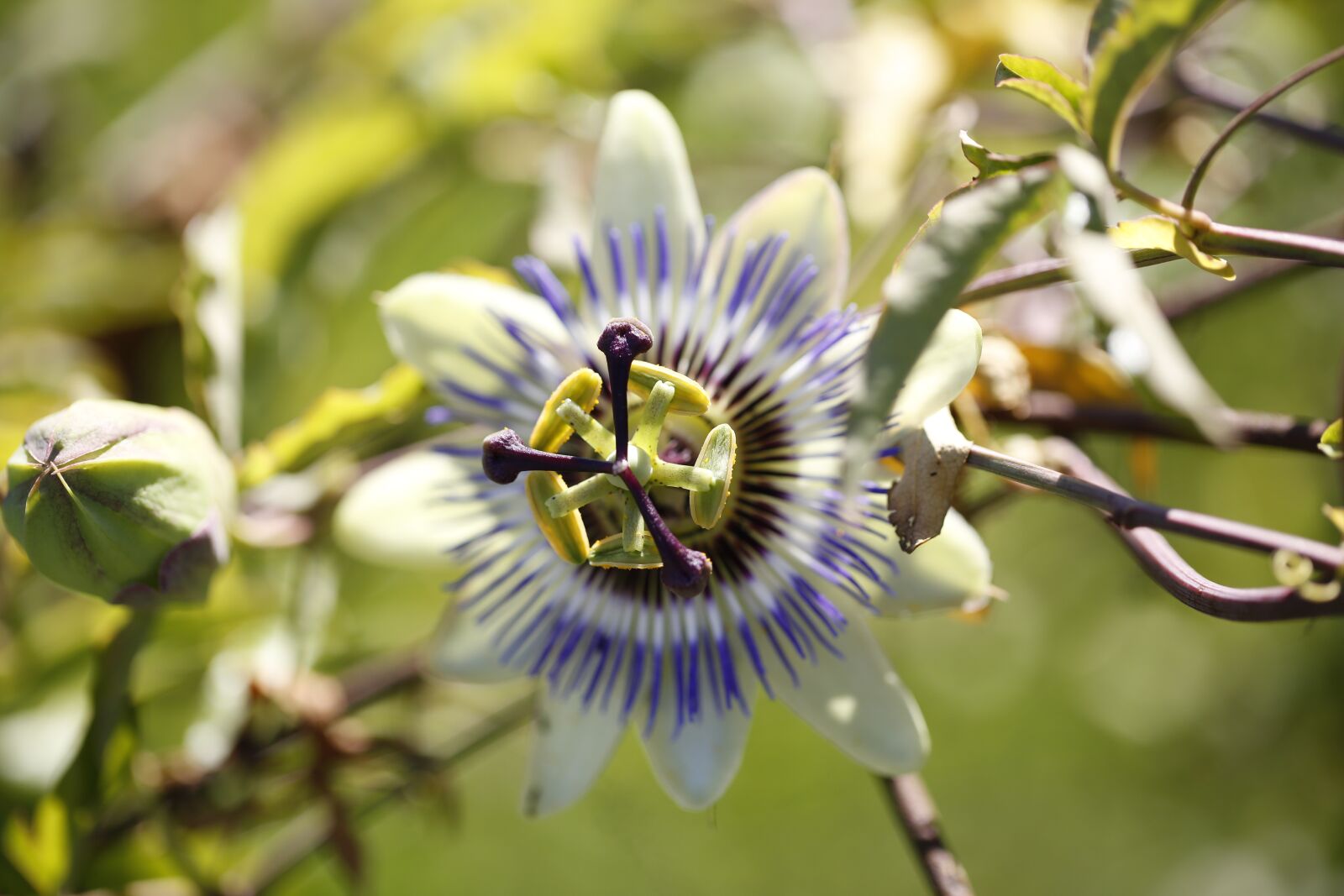 Canon EOS 5D Mark III + Canon EF 100mm F2.8L Macro IS USM sample photo. Passion flower, blossom, bloom photography