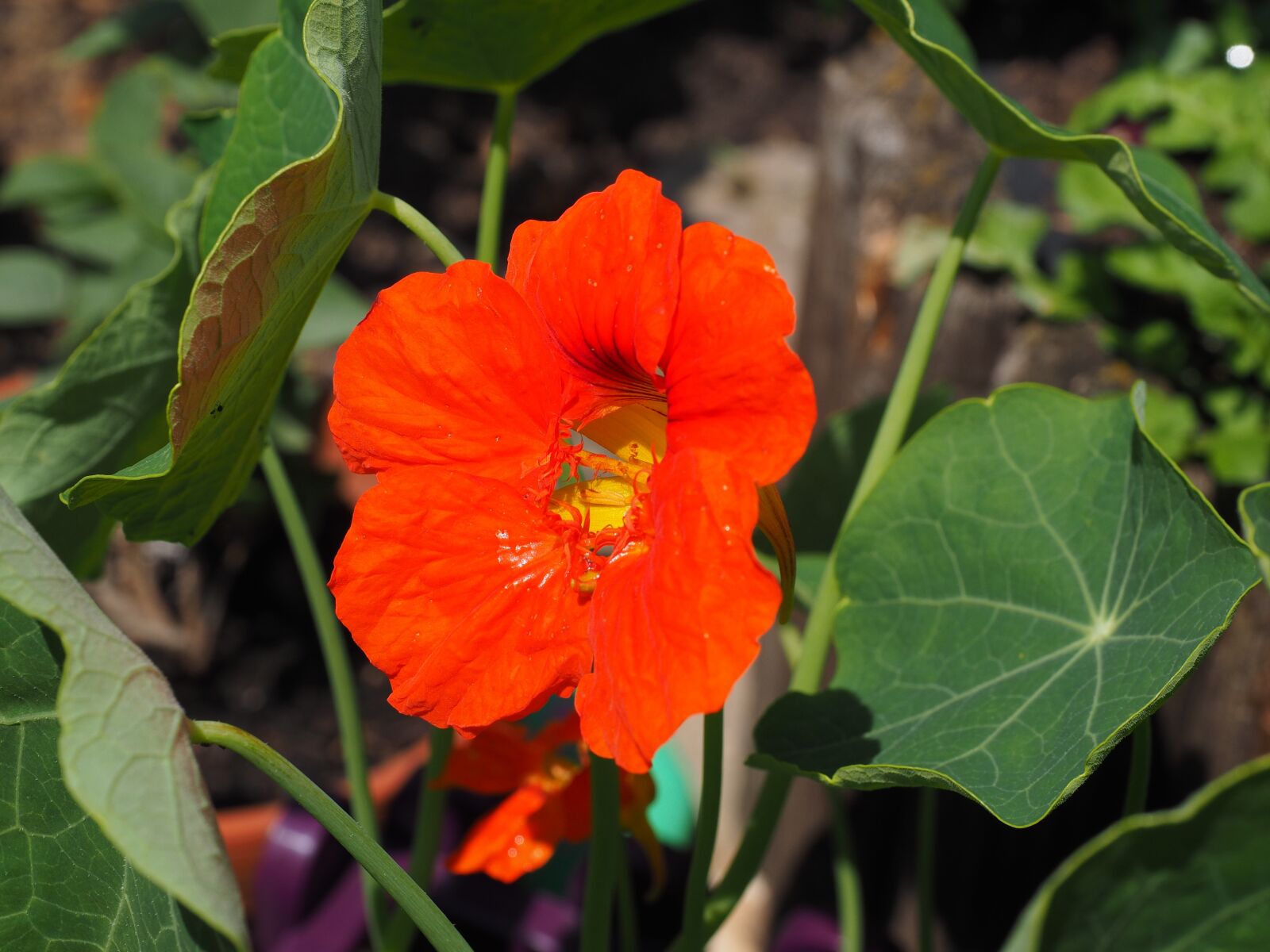 Olympus OM-D E-M1 + Olympus M.Zuiko Digital ED 12-40mm F2.8 Pro sample photo. Nasturtium, cress, blossom photography