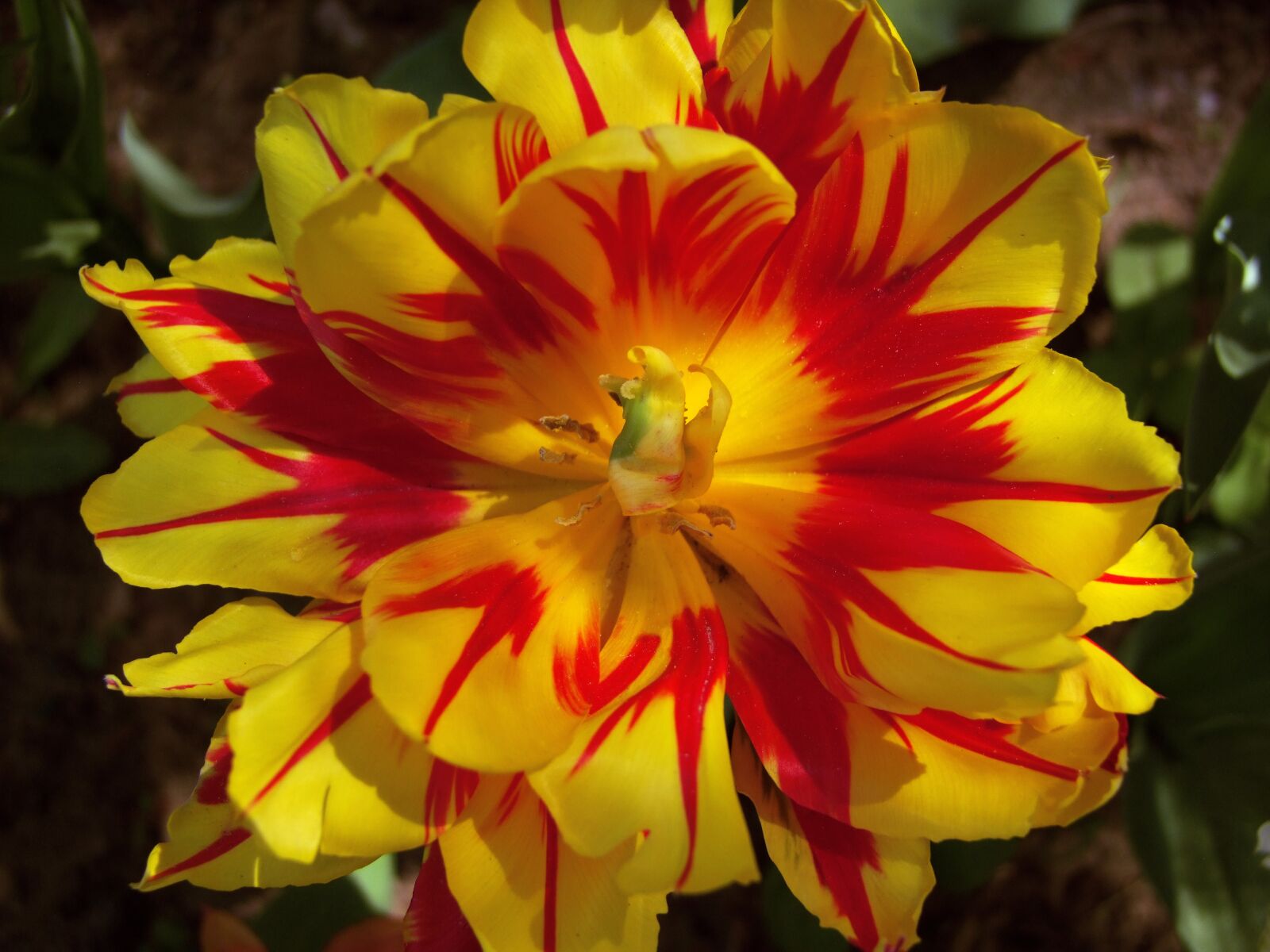 Fujifilm FinePix S100fs sample photo. Tulip, yellow, flower photography