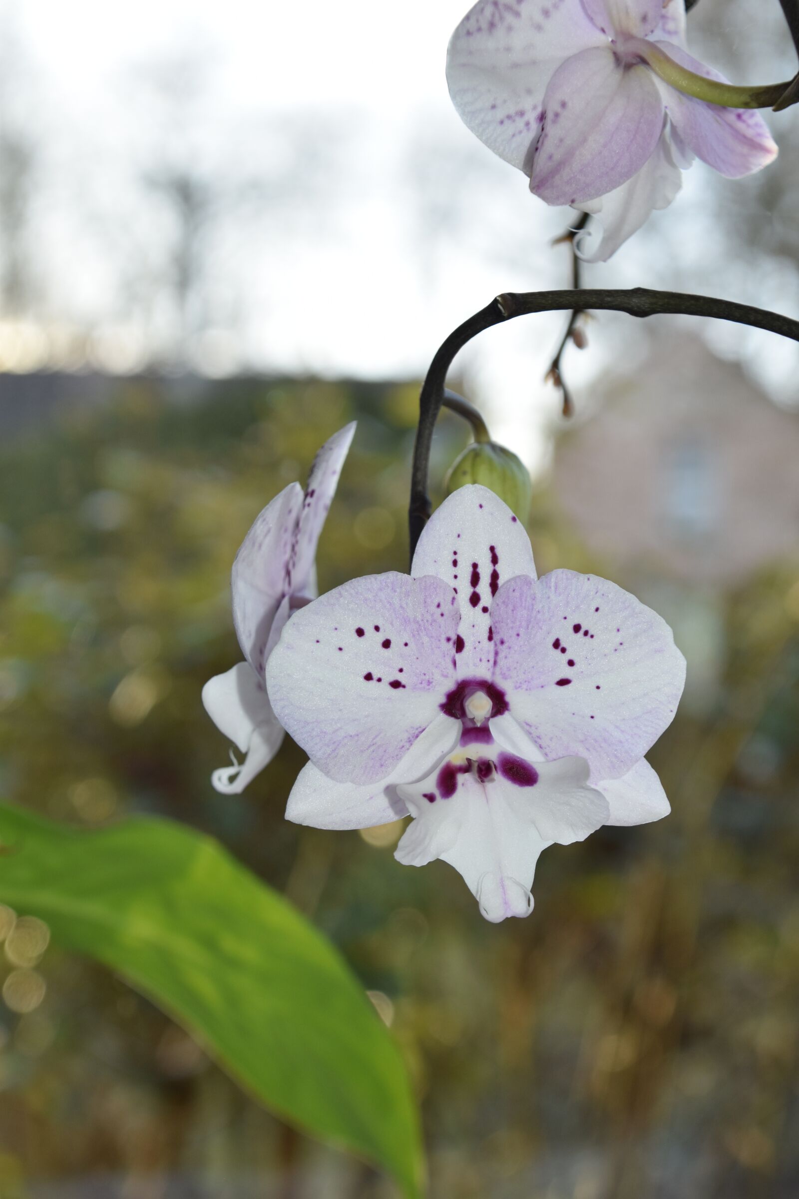 Nikon D5600 sample photo. Flower, plant, nature photography