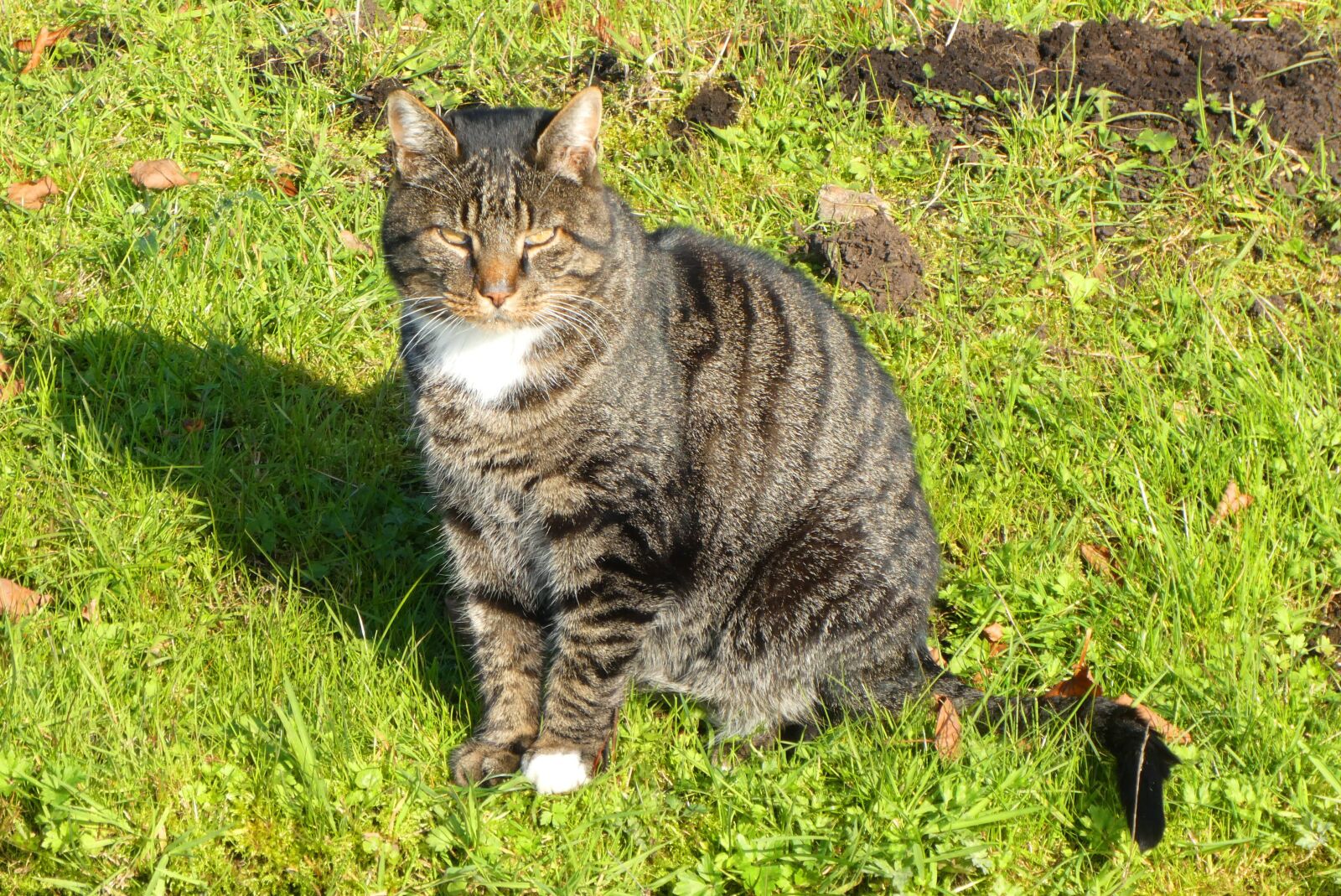 Panasonic Lumix DC-ZS70 (Lumix DC-TZ90) sample photo. Cats, coat, watch photography
