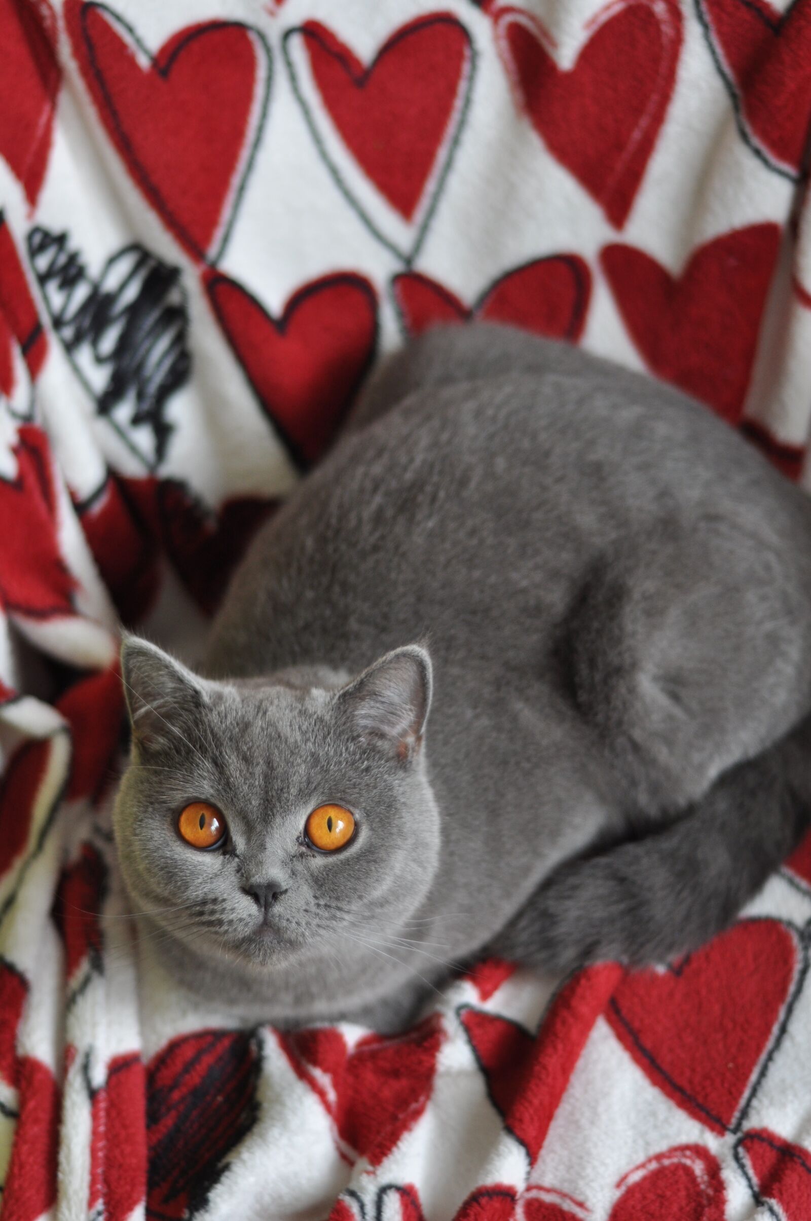 Nikon D90 sample photo. Cat, british shorthair cat photography