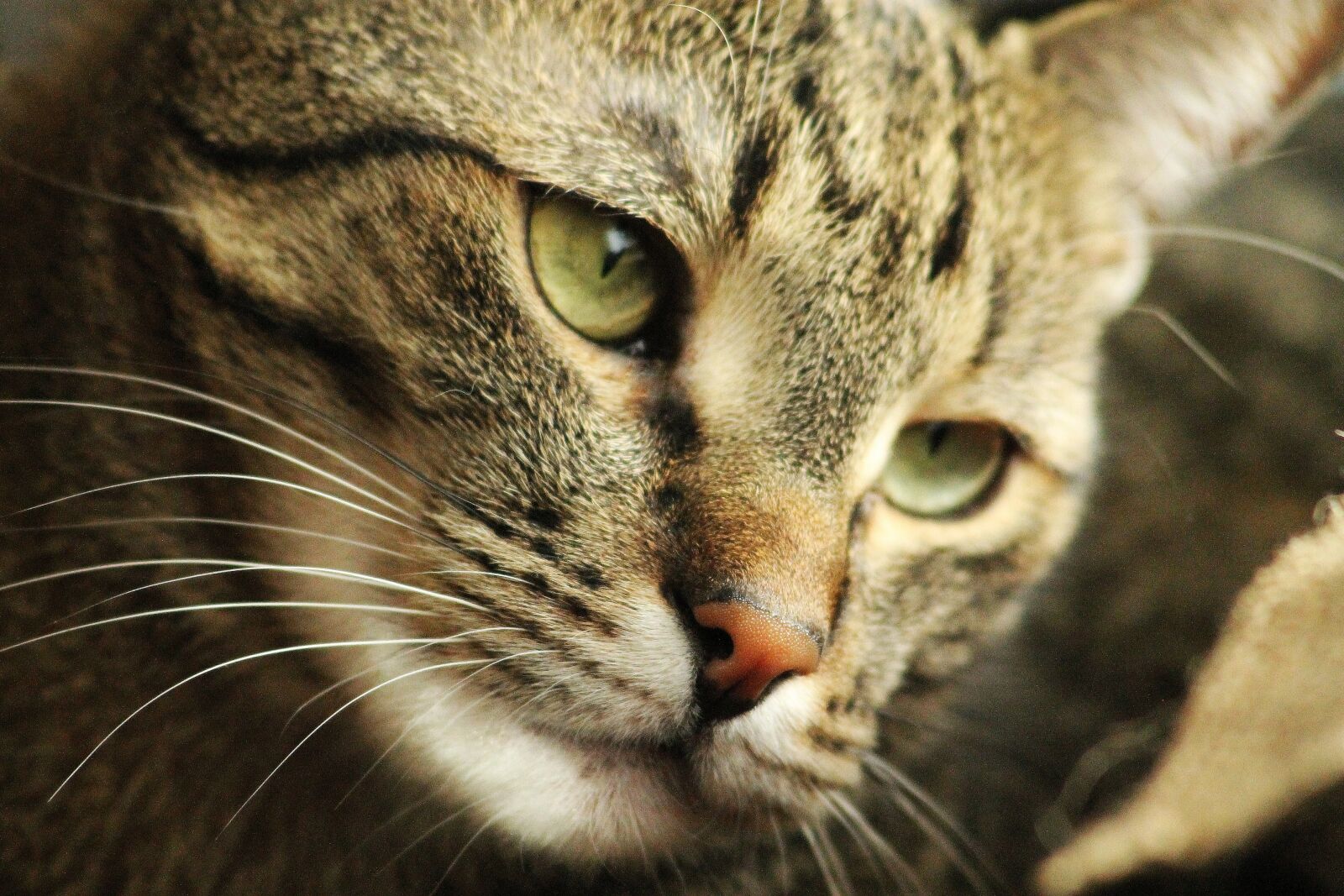 Canon EF 55-200mm F4.5-5.6 II USM sample photo. Cat, peaceful, relax photography