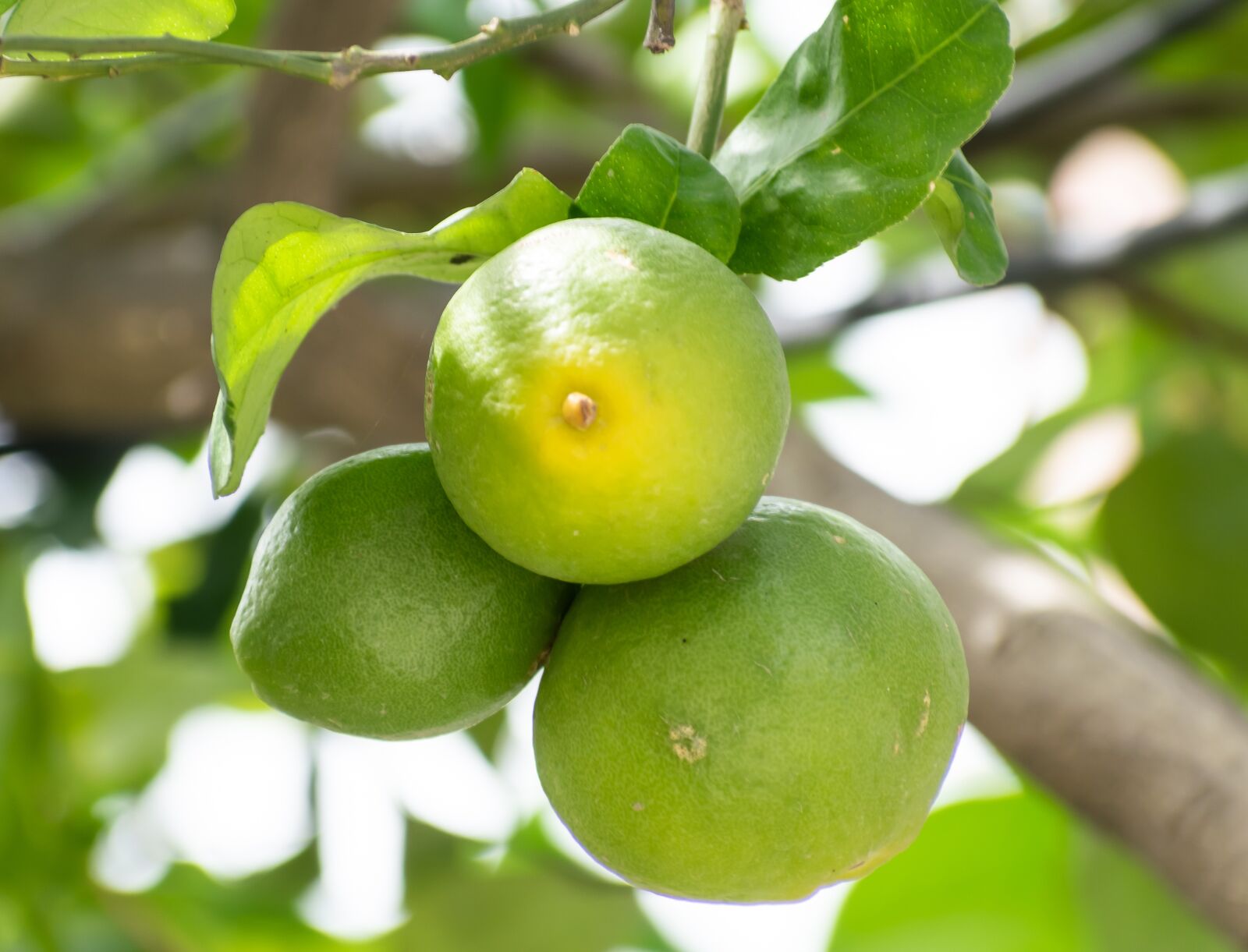 Nikon D3300 sample photo. Lemon, fruit, yellow photography
