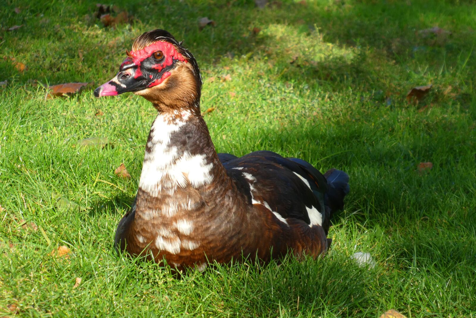 Panasonic Lumix DC-ZS70 (Lumix DC-TZ90) sample photo. Muscovy duck, black, ducks photography