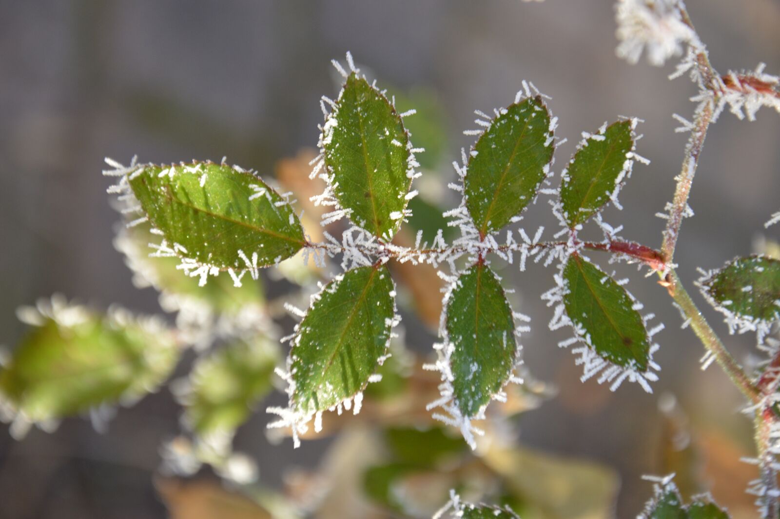 Nikon D3200 sample photo. Leaves, foliage, frozen photography