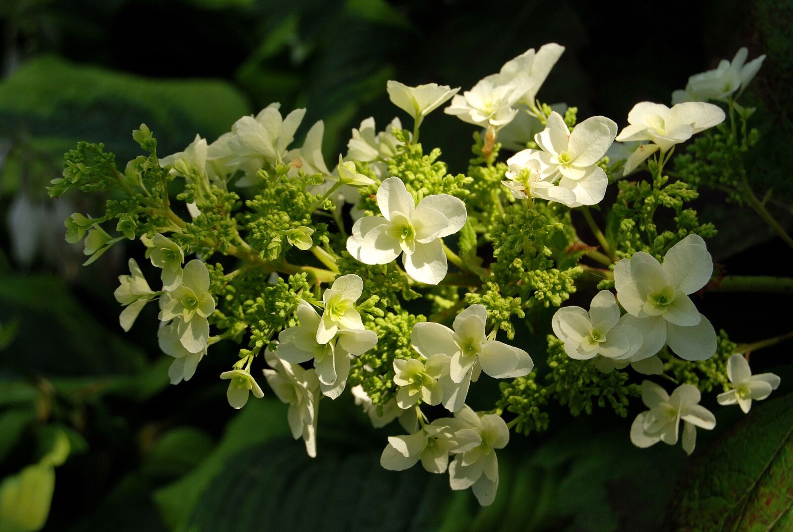 Nikon D60 sample photo. Flower, hydrangea d bolistna photography