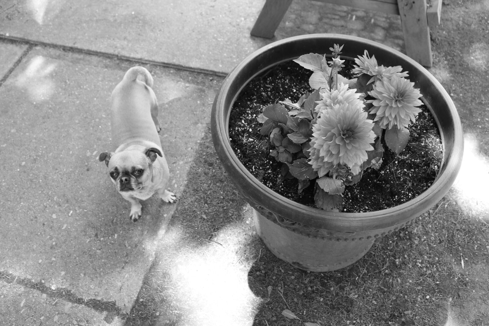 Canon EOS 700D (EOS Rebel T5i / EOS Kiss X7i) sample photo. Dog, chihuahua mix, dog photography
