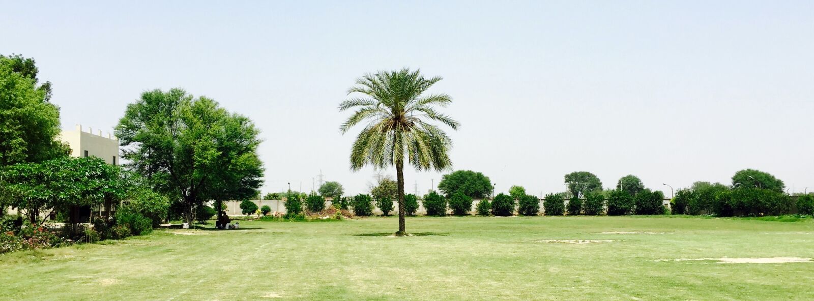 Apple iPhone 6 sample photo. Palm, tree photography
