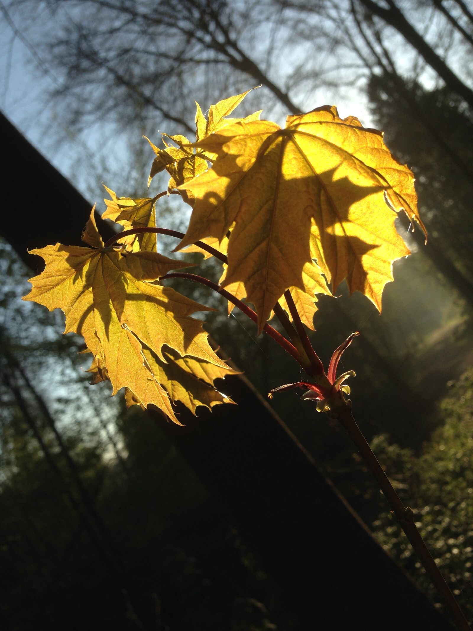 iPhone 5c back camera 4.12mm f/2.4 sample photo. Leaves, sun, backlighting photography