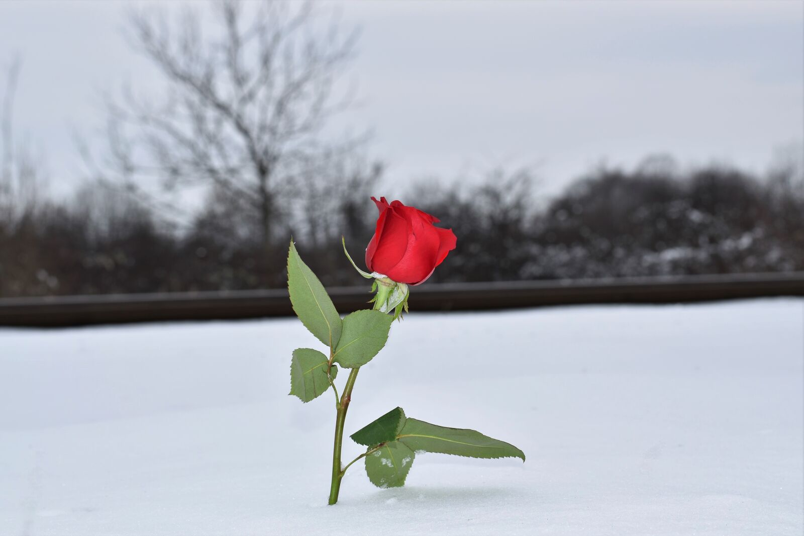 Nikon D5600 sample photo. Red rose in snow photography