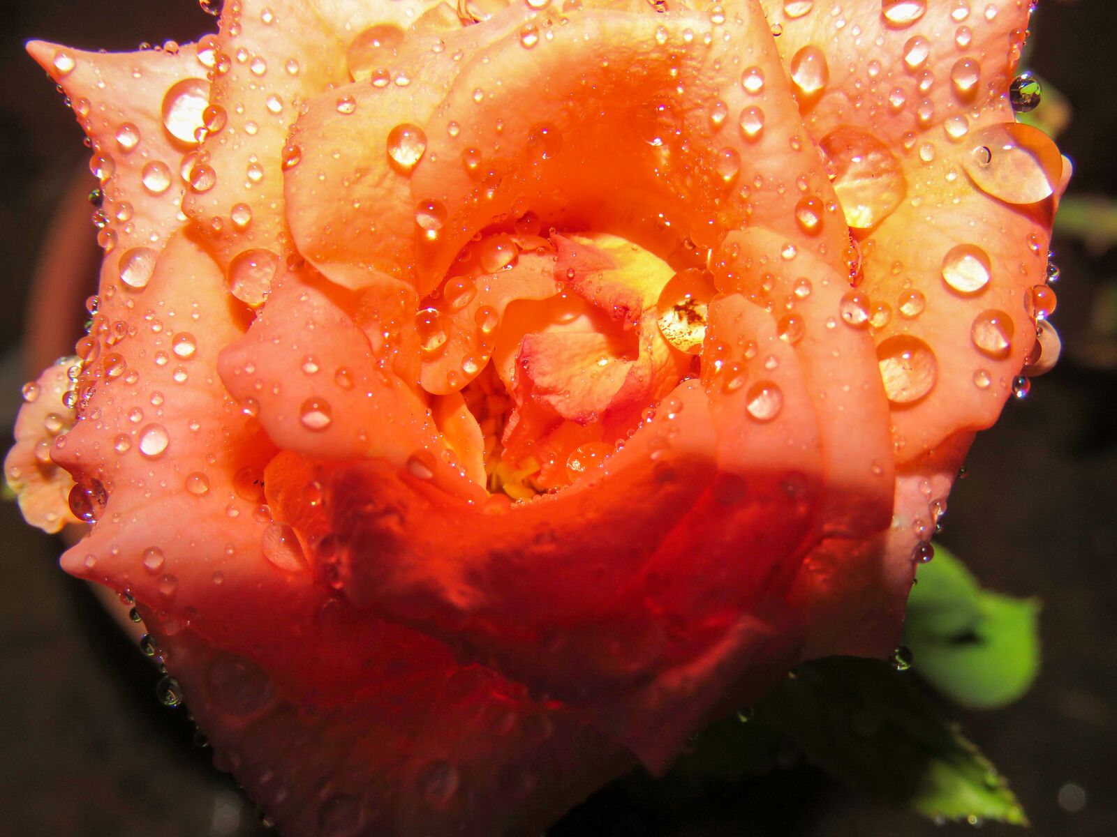 Canon PowerShot SX60 HS sample photo. Just rose, rose, flower photography