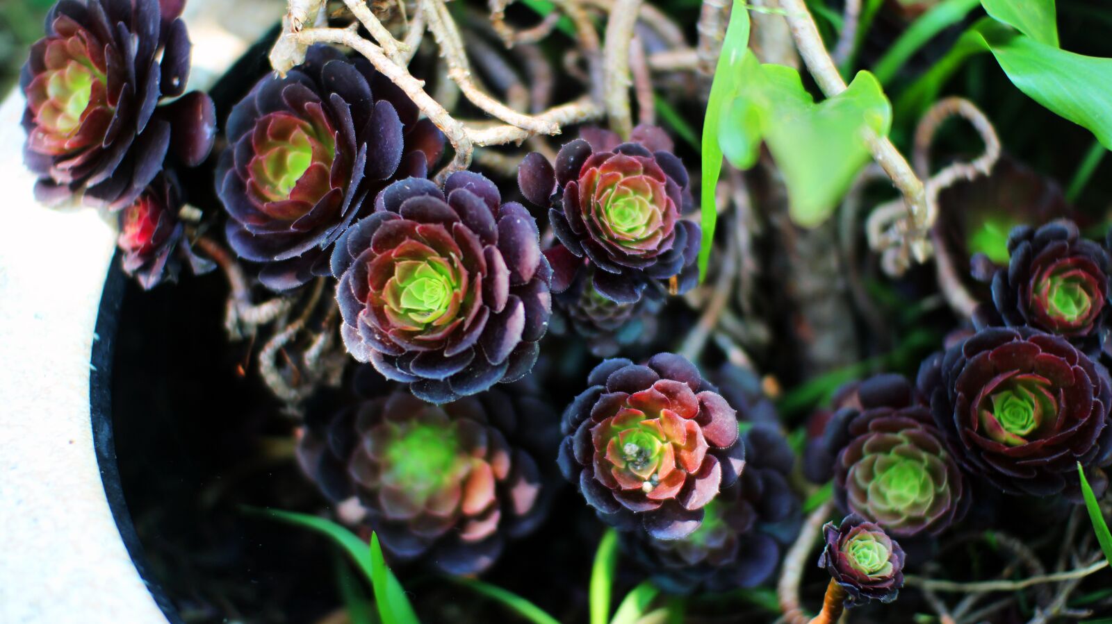 Canon EOS 700D (EOS Rebel T5i / EOS Kiss X7i) sample photo. Plant, flower, nature photography