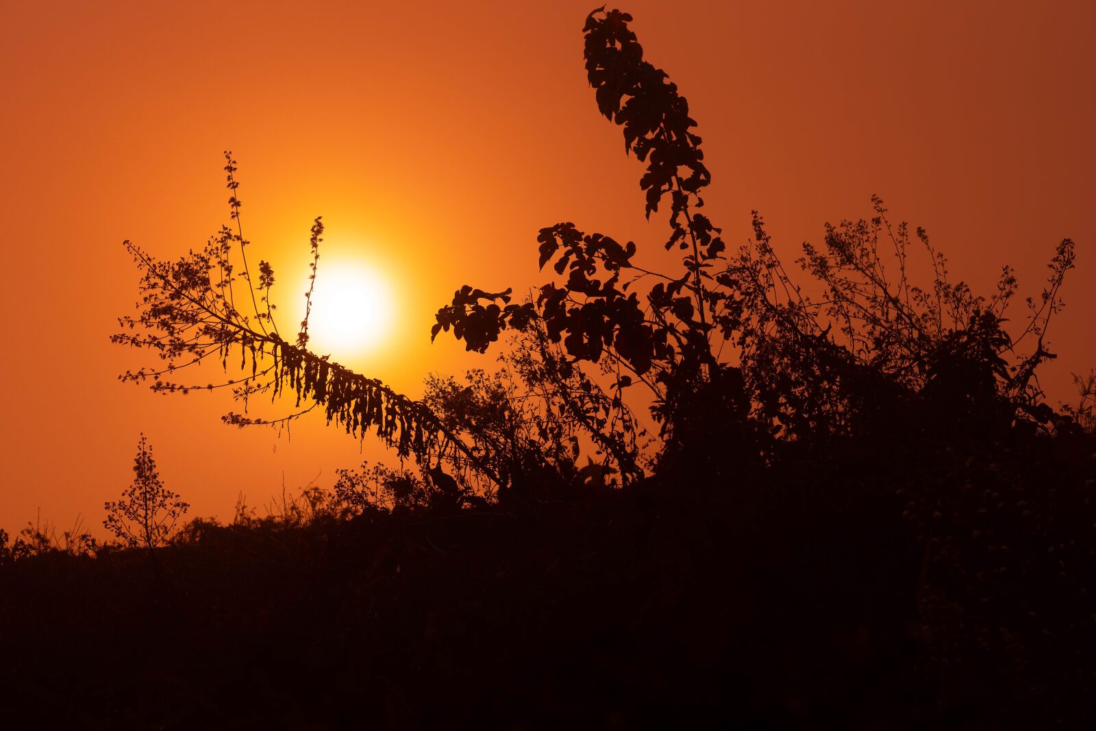 Sony a99 II + Sony Sonnar T* 135mm F1.8 ZA sample photo. Sunrise, sun, light photography