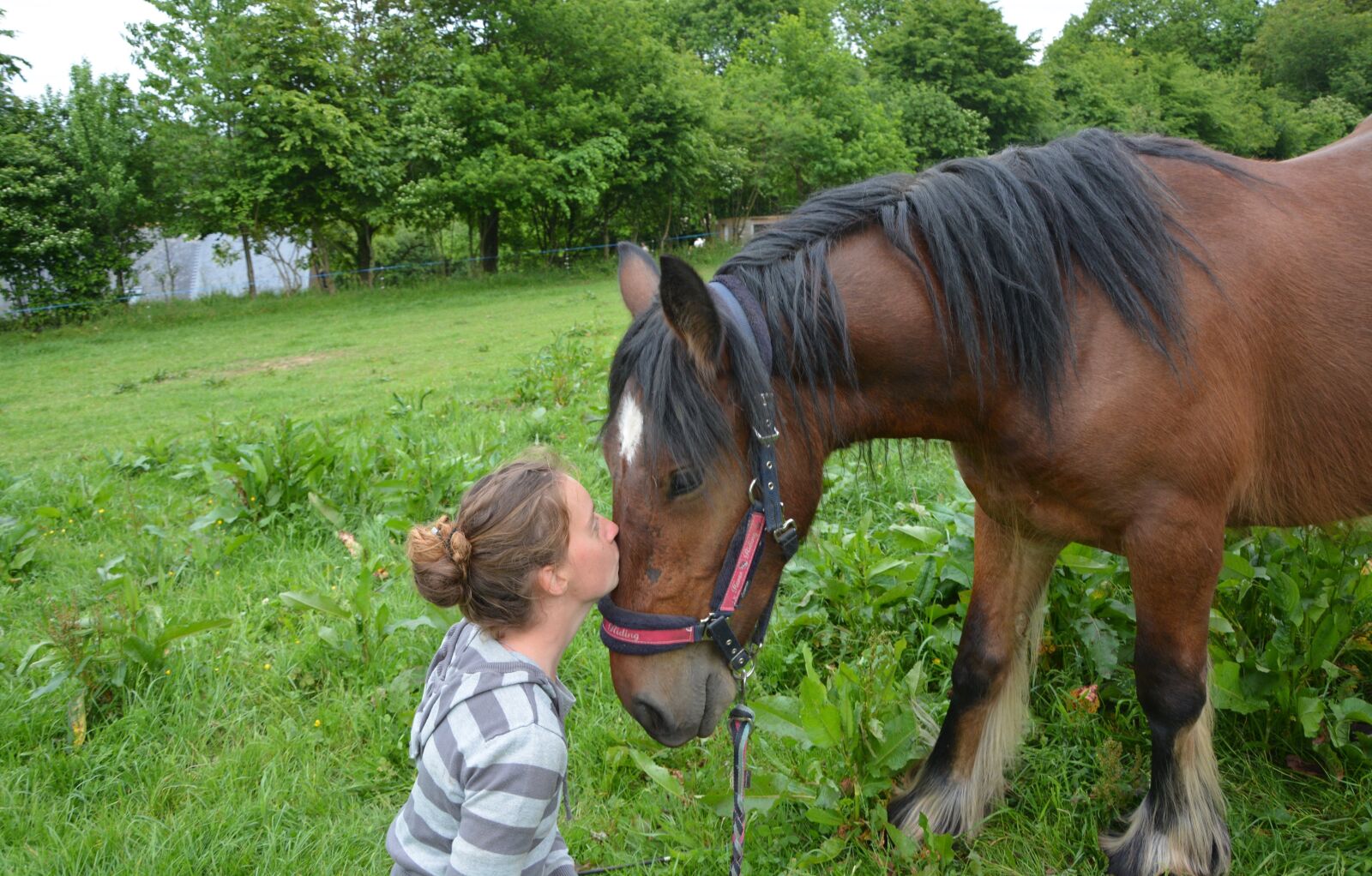 Nikon D5200 sample photo. Kiss, kisses, horse photography