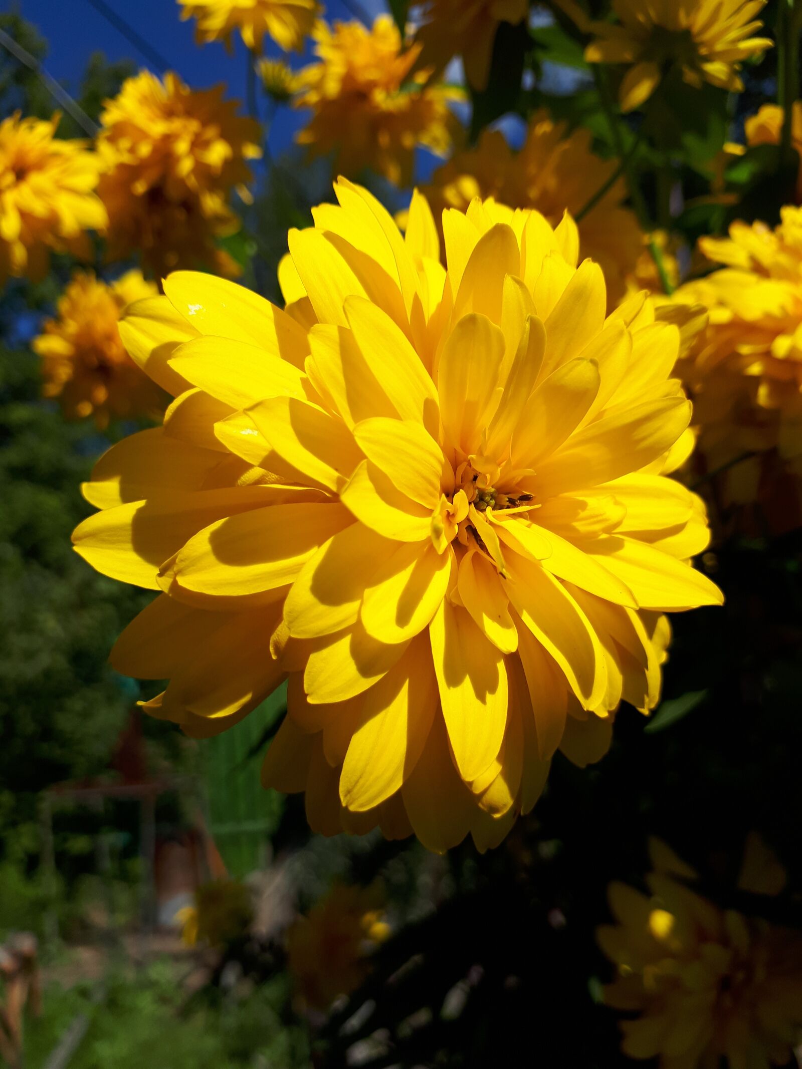 Samsung Galaxy A5(2017) sample photo. Flower, yellow, summer photography