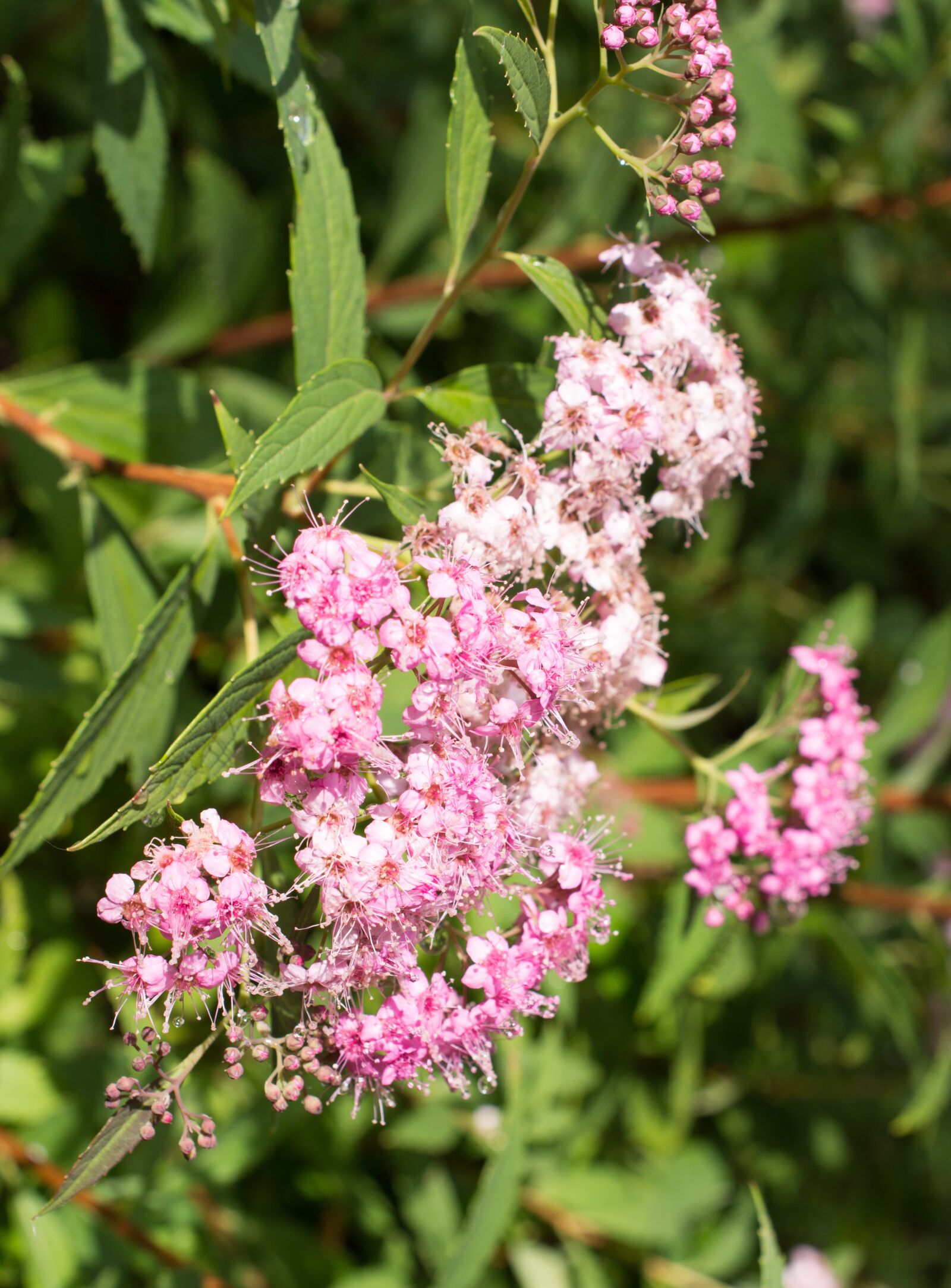 Nikon D7200 sample photo. Japanese, lilac, flowers photography