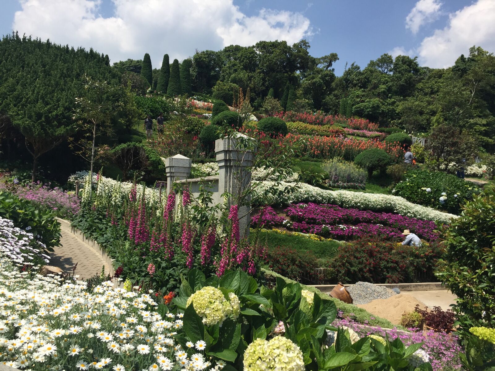 Apple iPhone 6 sample photo. Garden, doi intanon, flower photography