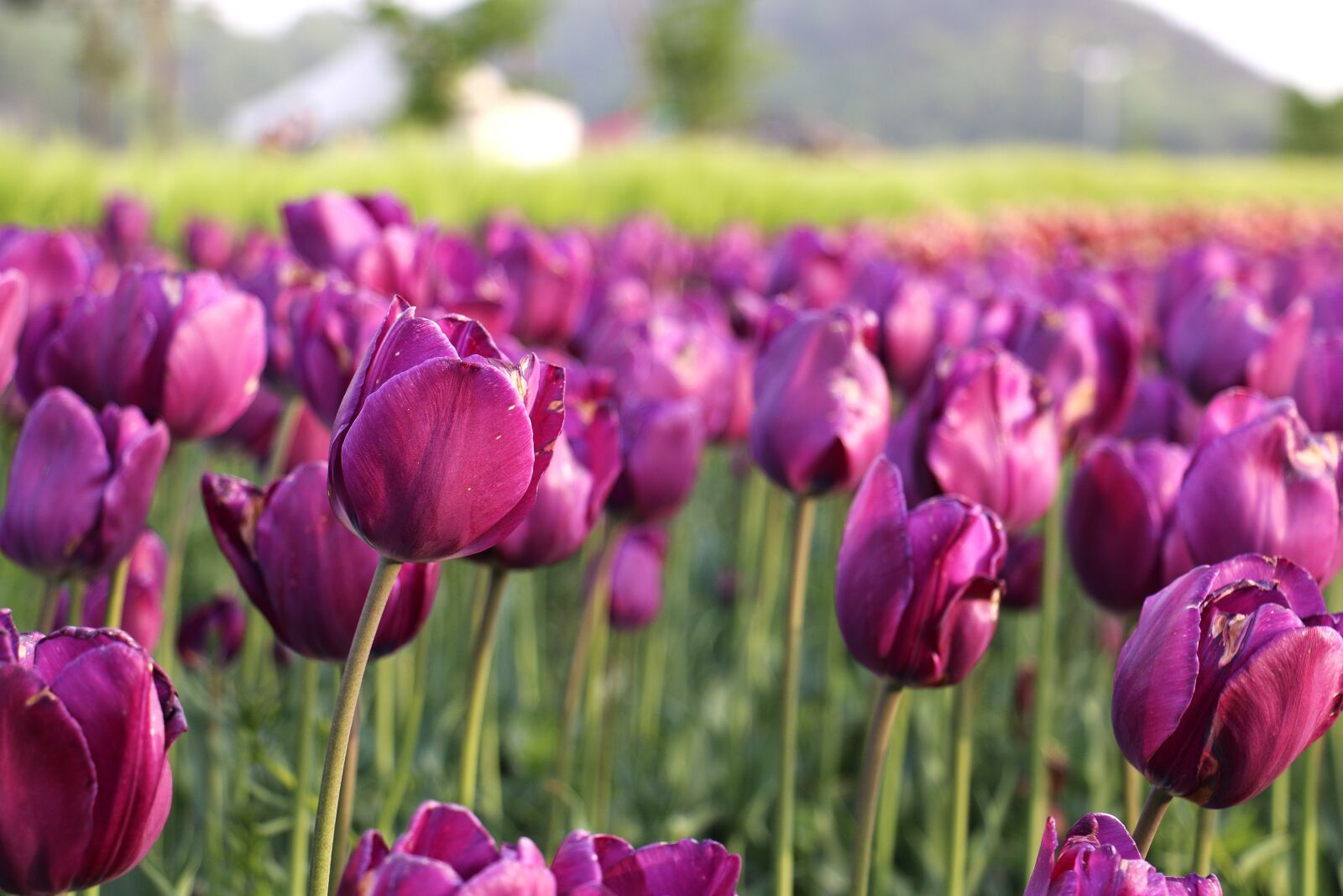 Canon EOS 70D sample photo. Tulips, the flowers, beauty photography