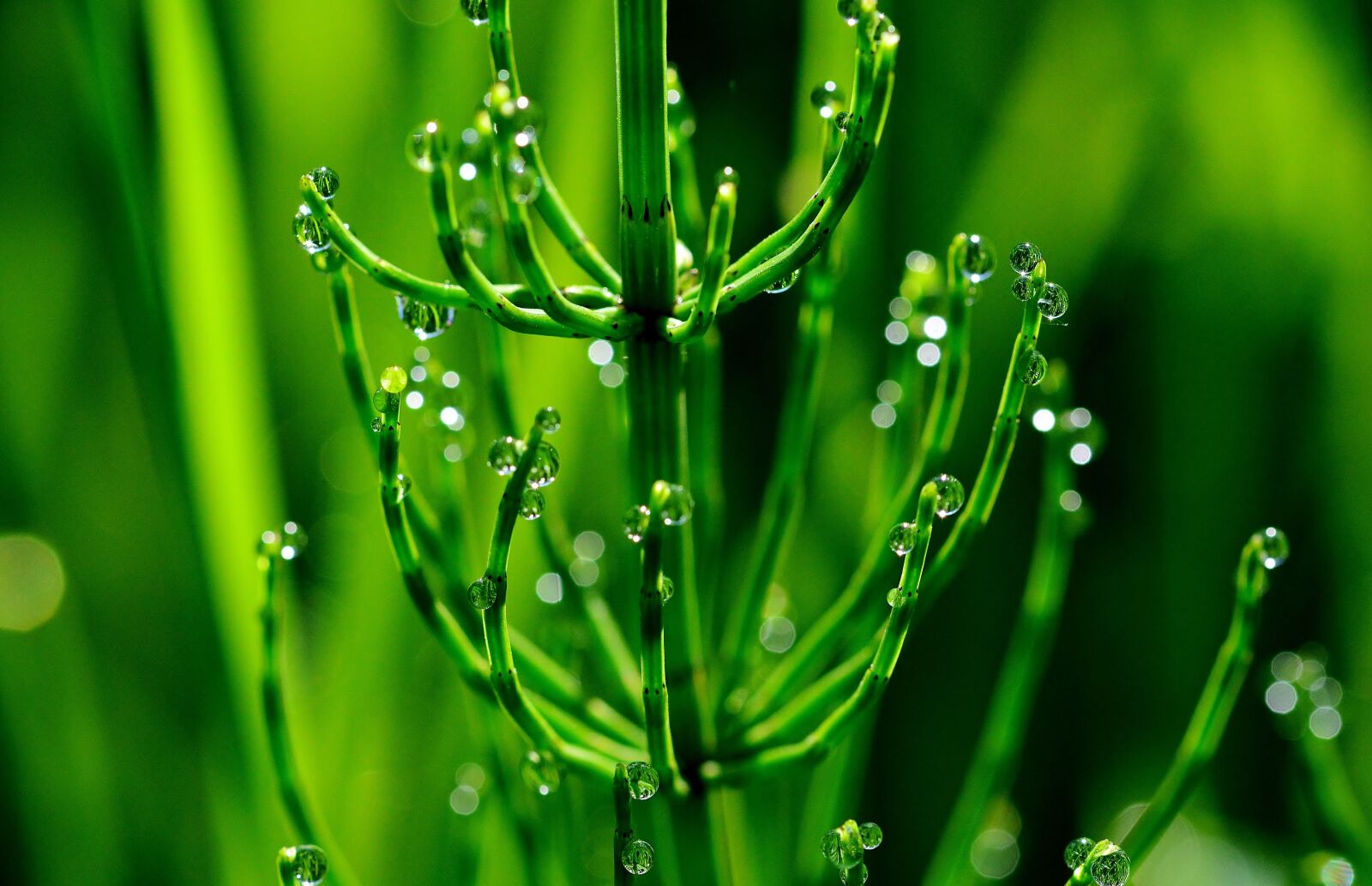 Nikon D5200 sample photo. Horsetail, macro, morgentau photography