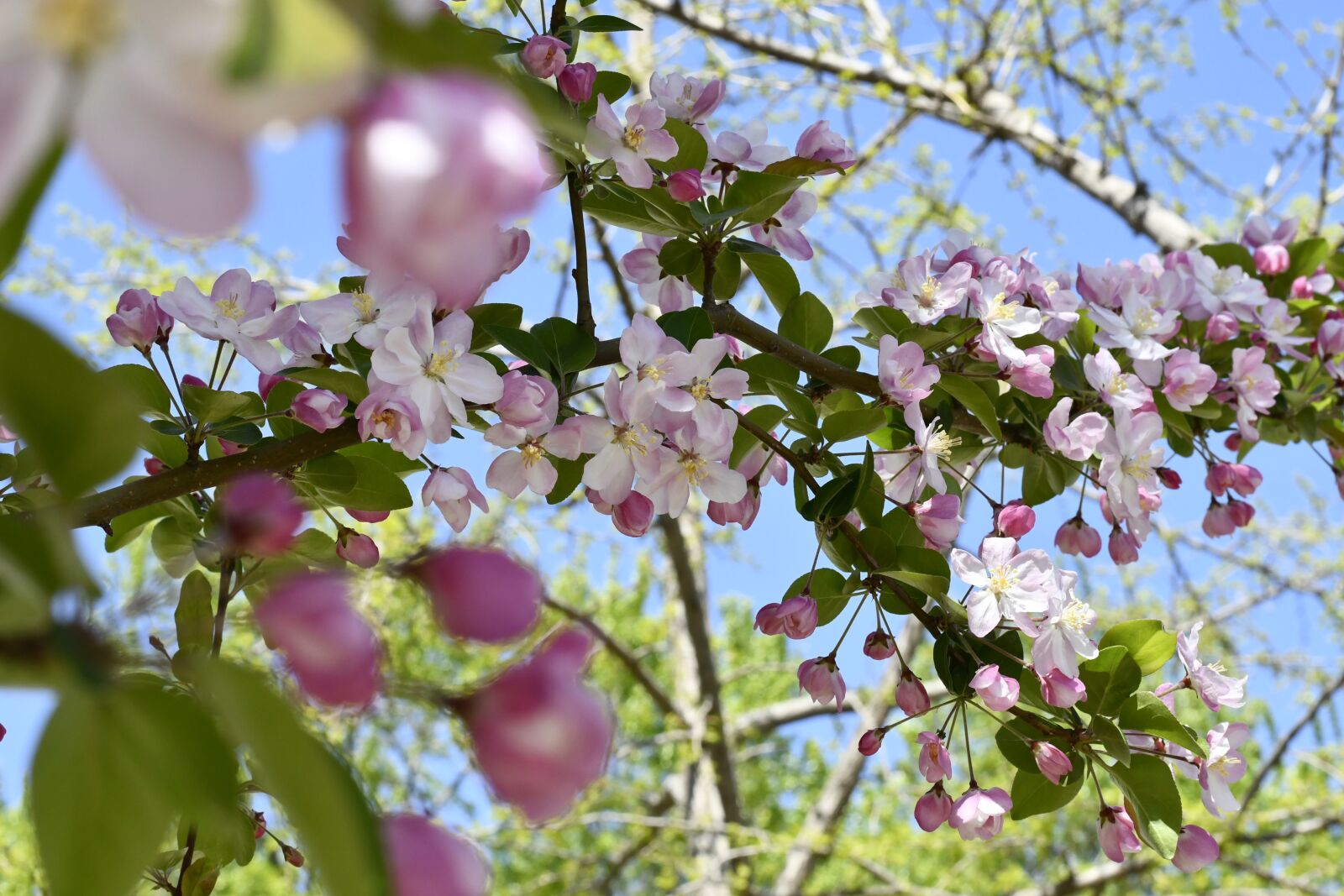 Nikon D7500 sample photo. Spring, flowers, plant photography