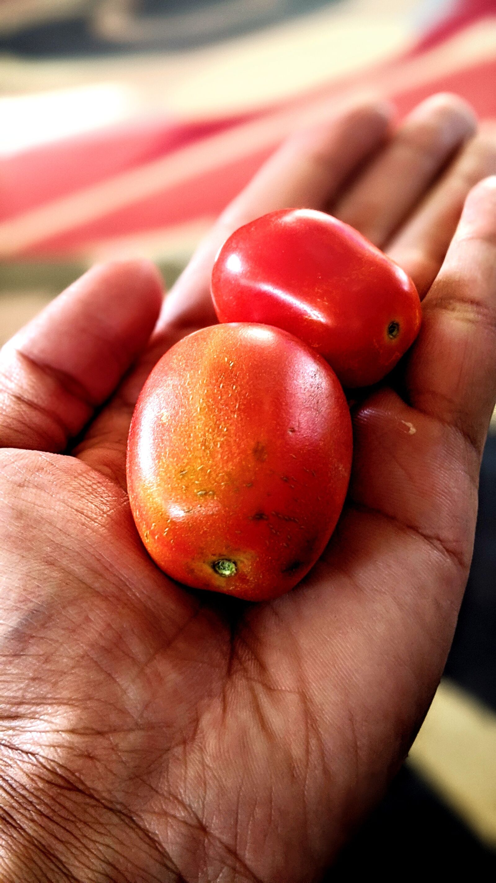 Google Pixel 3 XL sample photo. Tomatoes, fruits, food photography