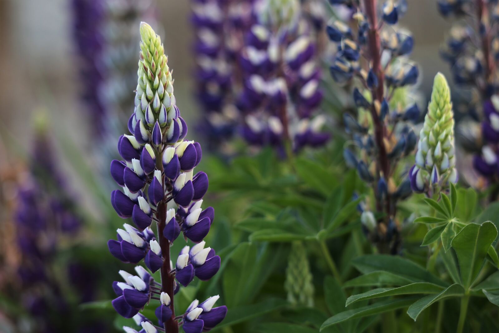 Canon EOS 6D + Canon EF 70-300 F4-5.6 IS II USM sample photo. Lupinus, flowers, white photography