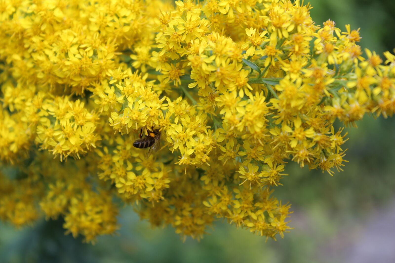 Canon EOS 700D (EOS Rebel T5i / EOS Kiss X7i) sample photo. Blossom, bloom, flower photography
