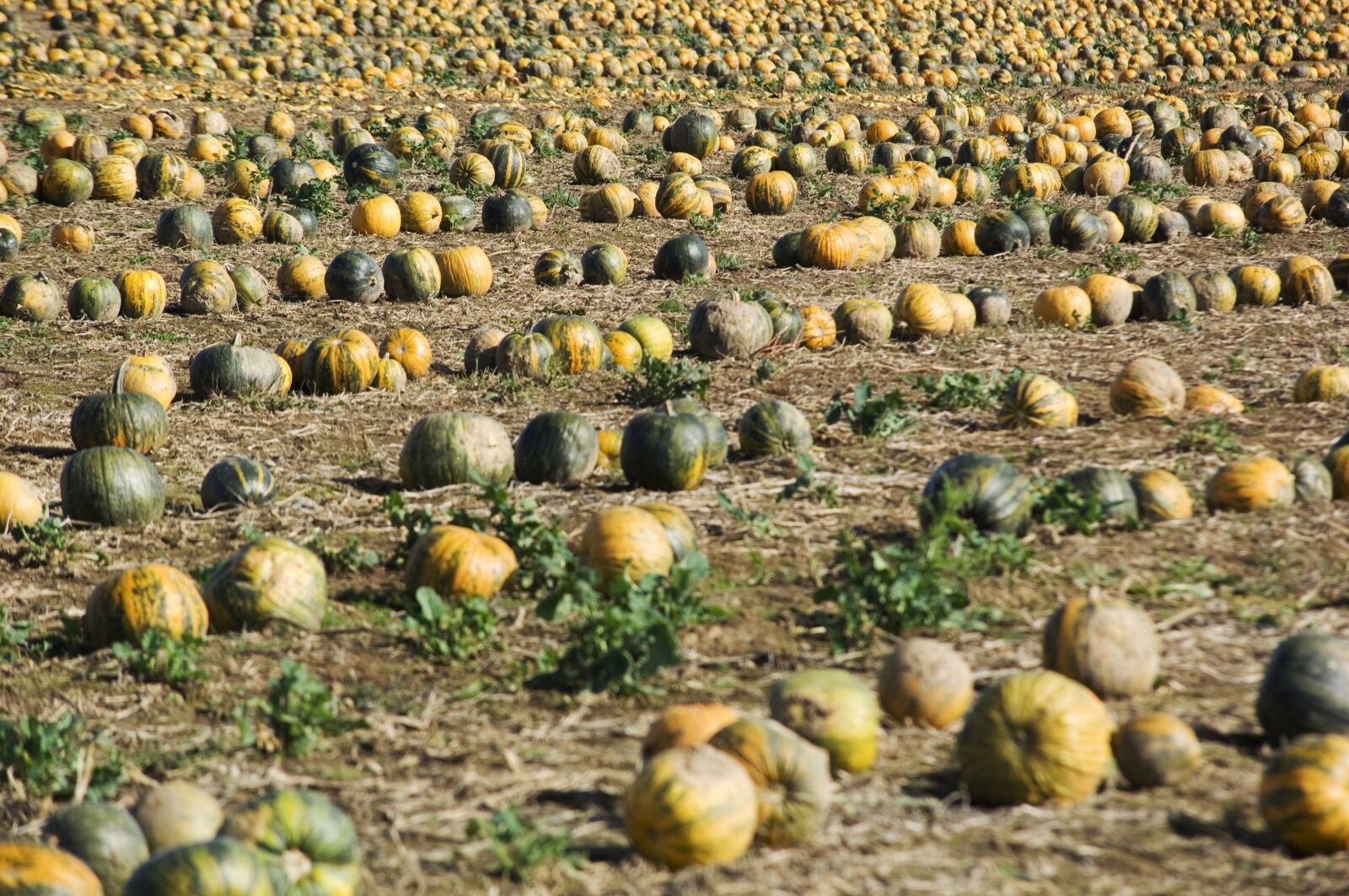 Nikon D2X sample photo. Pumpkin, field, squash photography