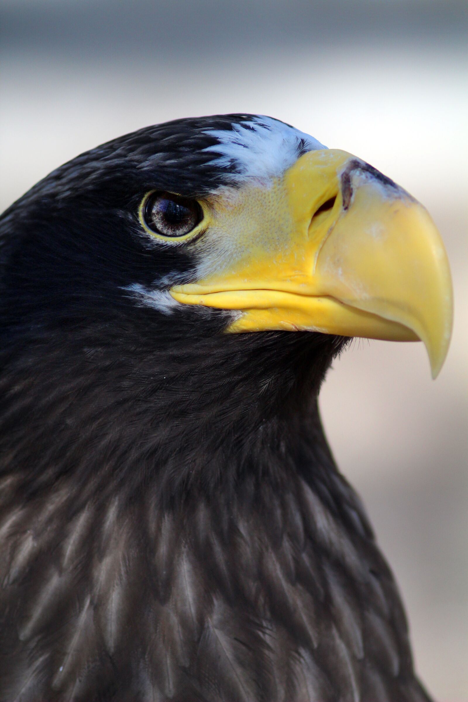 Canon EOS 1200D (EOS Rebel T5 / EOS Kiss X70 / EOS Hi) sample photo. Bird, eagle, beak photography