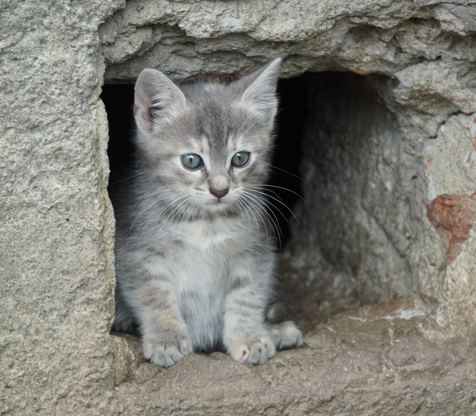 Sony a6400 sample photo. Kitten, cat, feline photography