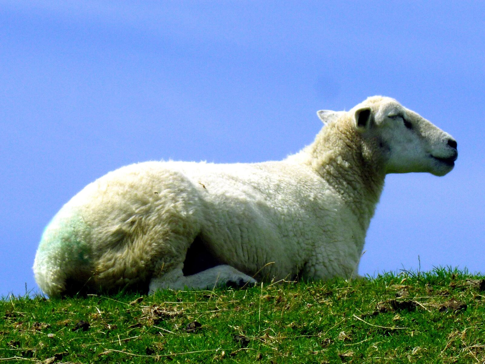 Panasonic DMC-FS37 sample photo. Sheep, female, animal photography
