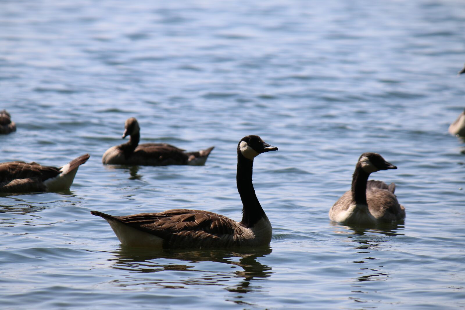 Canon EOS 70D + Canon EF-S 55-250mm F4-5.6 IS sample photo. Goose, canada goose, waterfowl photography