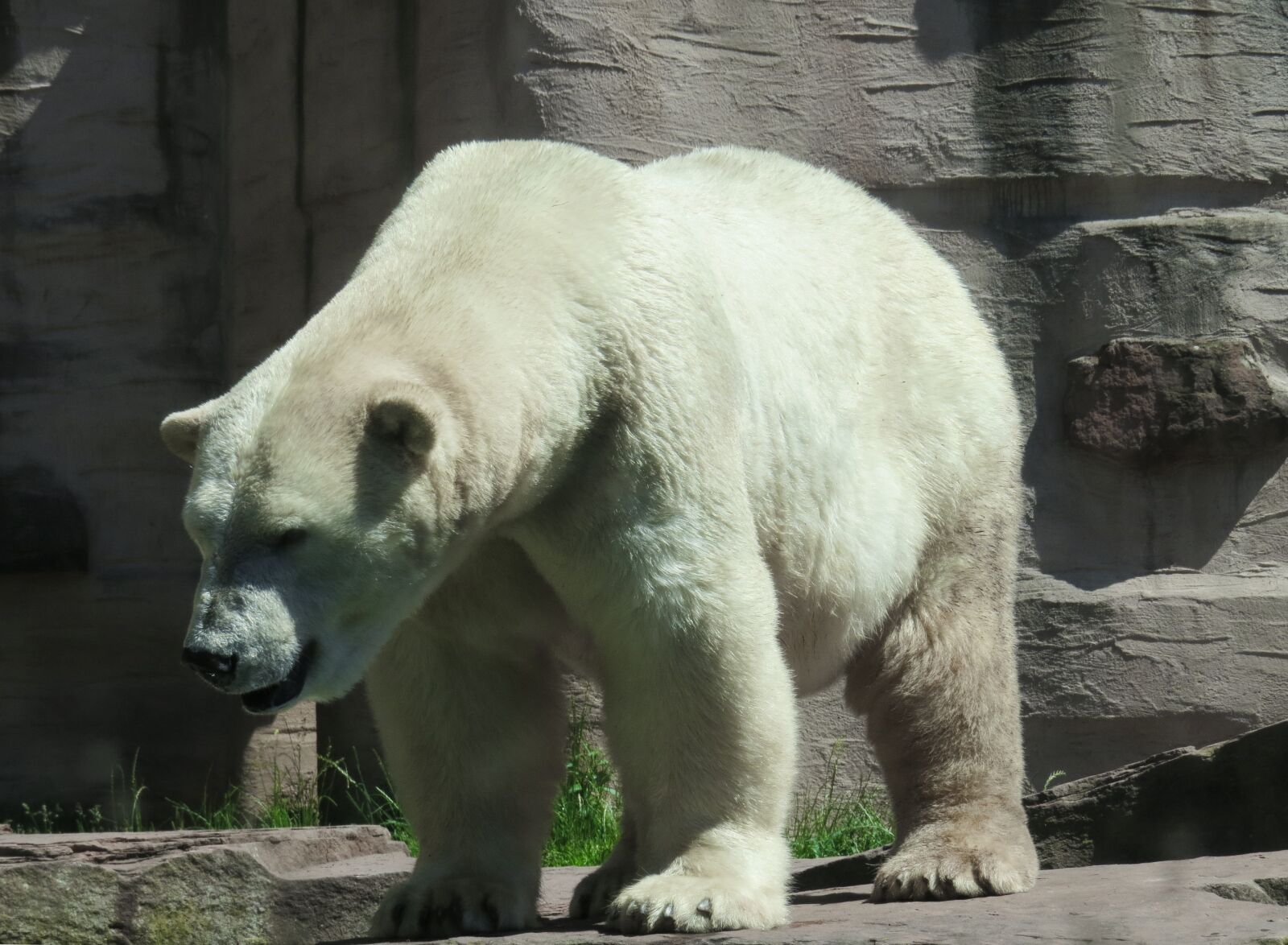 Canon PowerShot SX50 HS sample photo. Animal world, polar bear photography