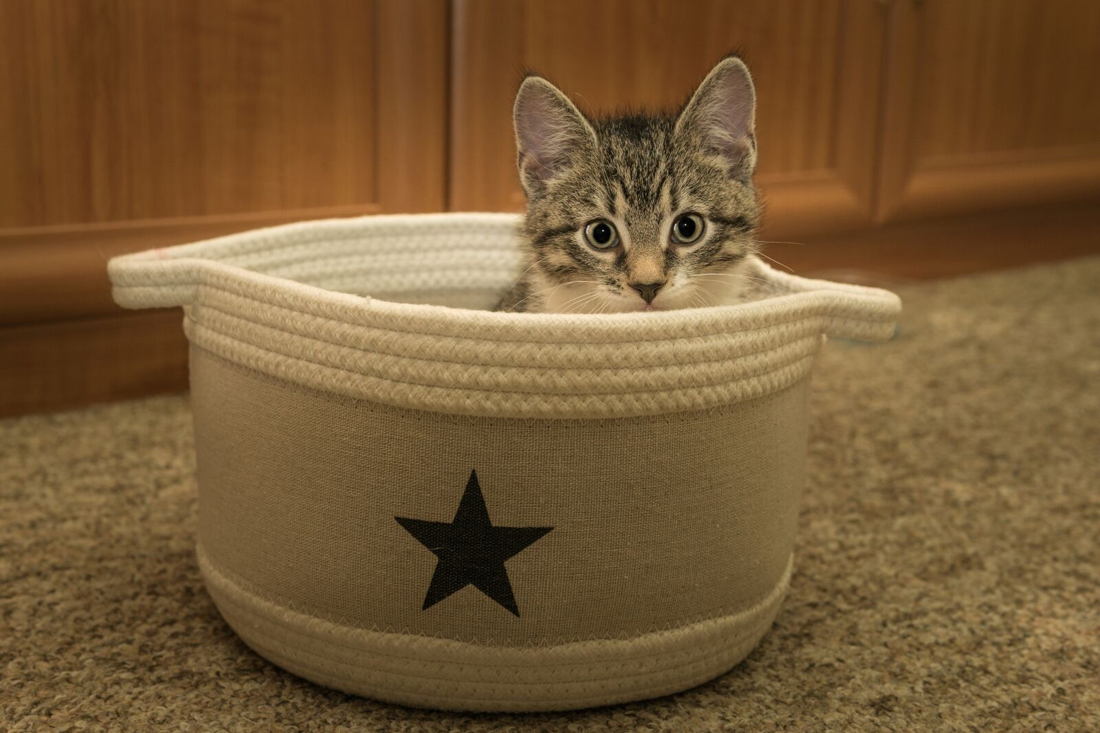 30mm F1.4 DC DN | Contemporary 016 sample photo. Cat, small, mackerel photography