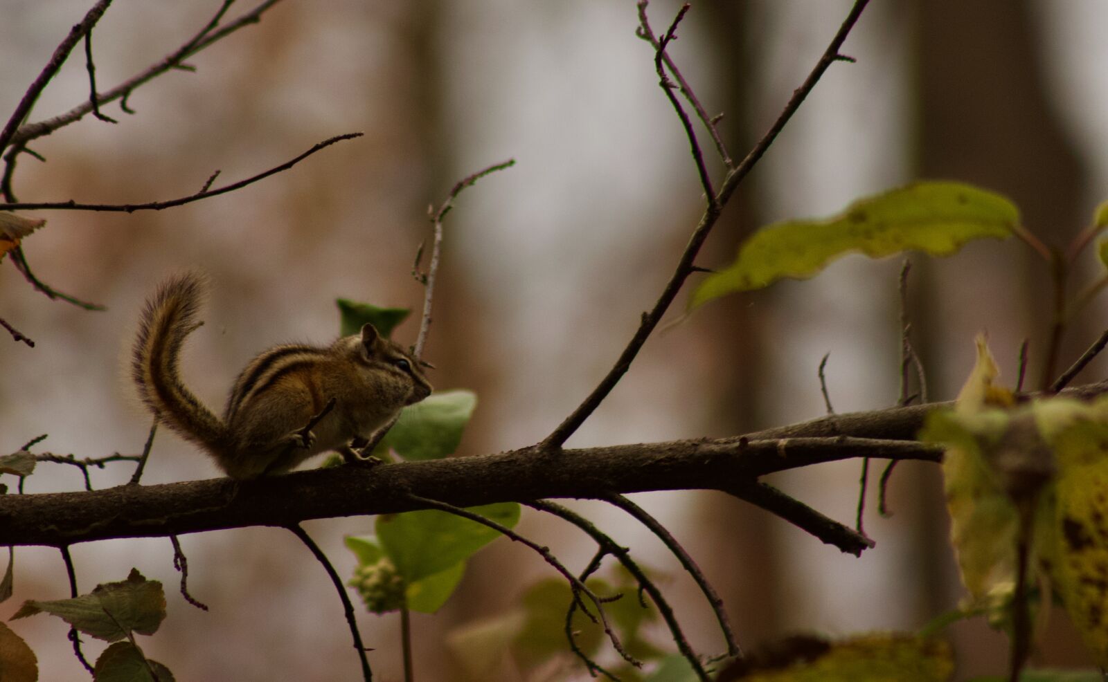 Canon EOS 500D (EOS Rebel T1i / EOS Kiss X3) sample photo. Chipmunk, wildlife, rodent photography
