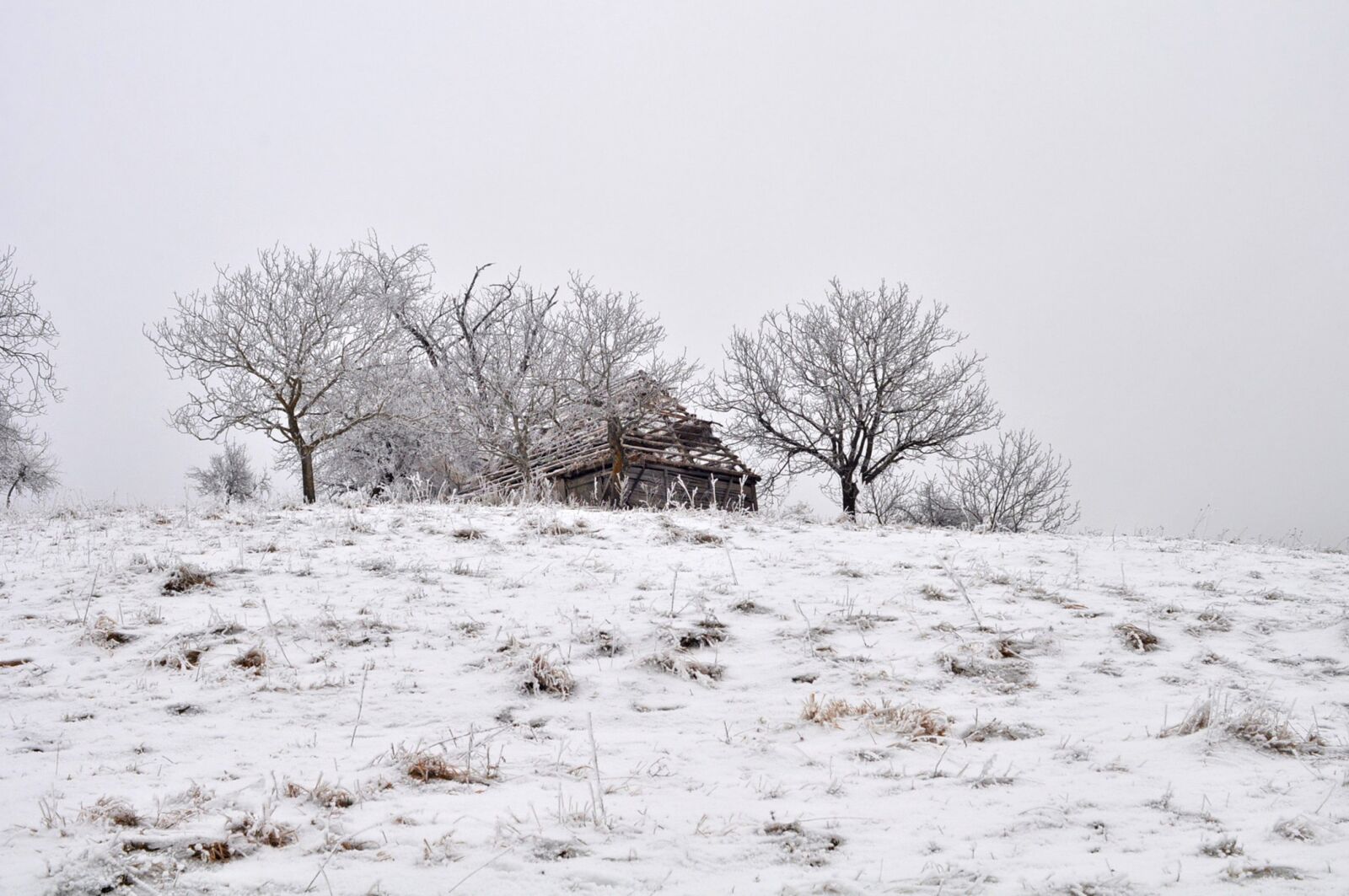 Nikon D90 sample photo. Winter, nature, snow photography