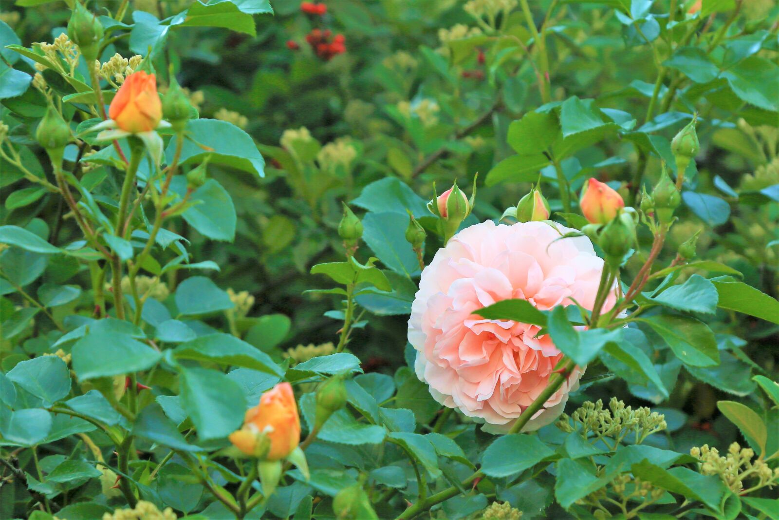 Canon EF 24-105mm F4L IS USM sample photo. Rose, spring, nature photography