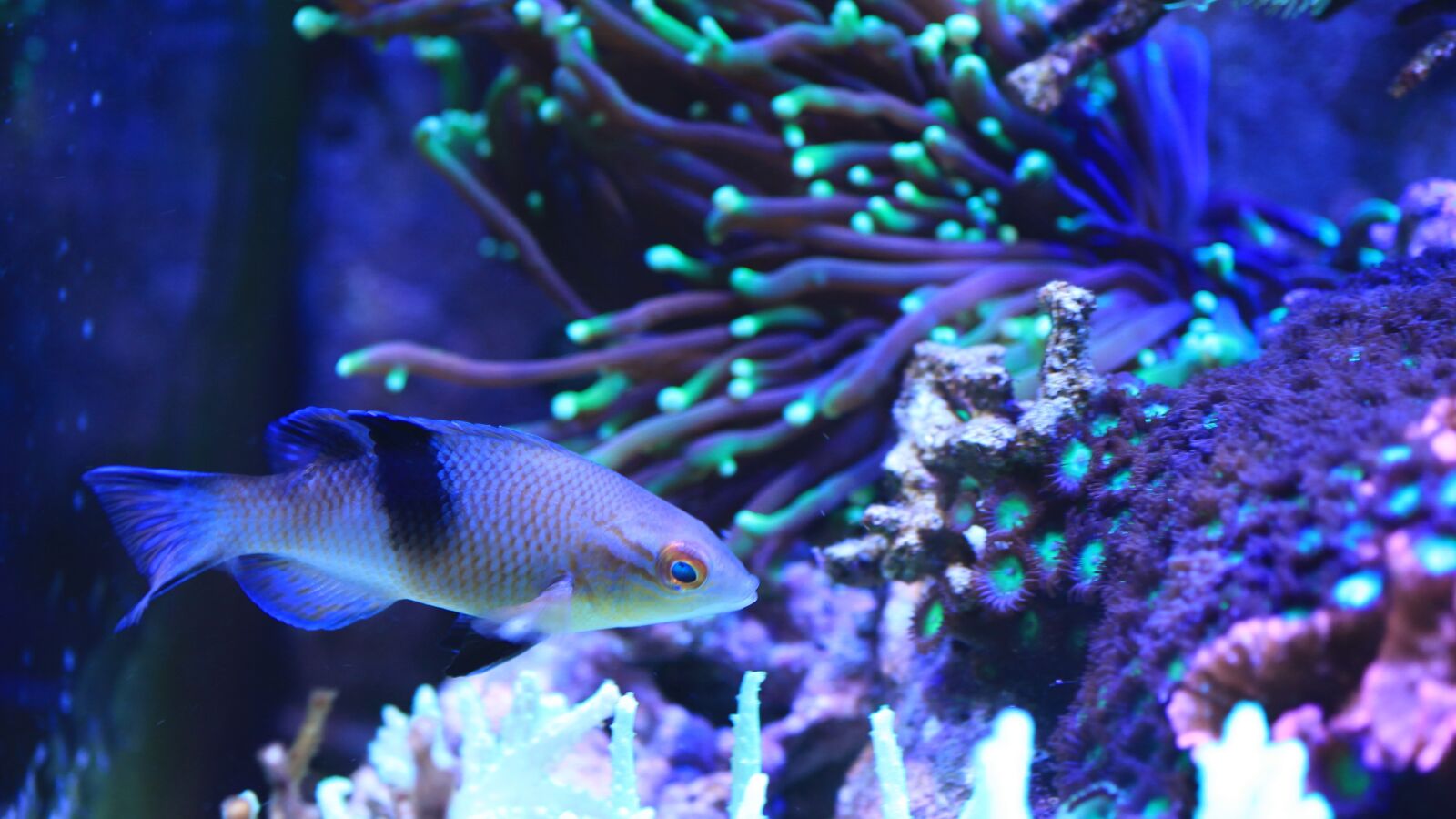 Canon EOS 5D Mark II sample photo. Saltwater fish, aquarium, water photography