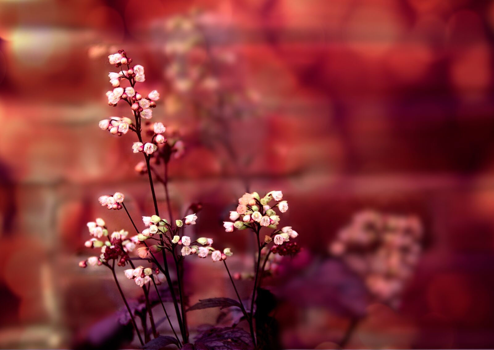 Canon EOS 60D sample photo. Flower, natur, spring photography