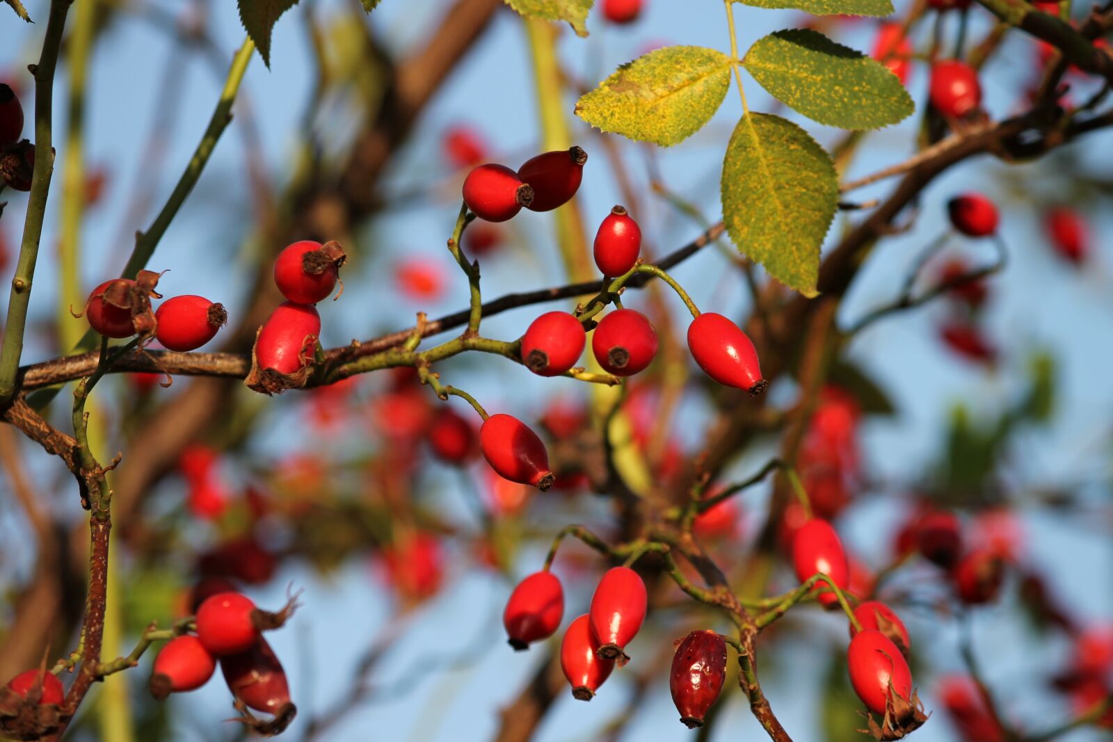 Canon EOS 1100D (EOS Rebel T3 / EOS Kiss X50) sample photo. Rose hip, bush, rosebush photography